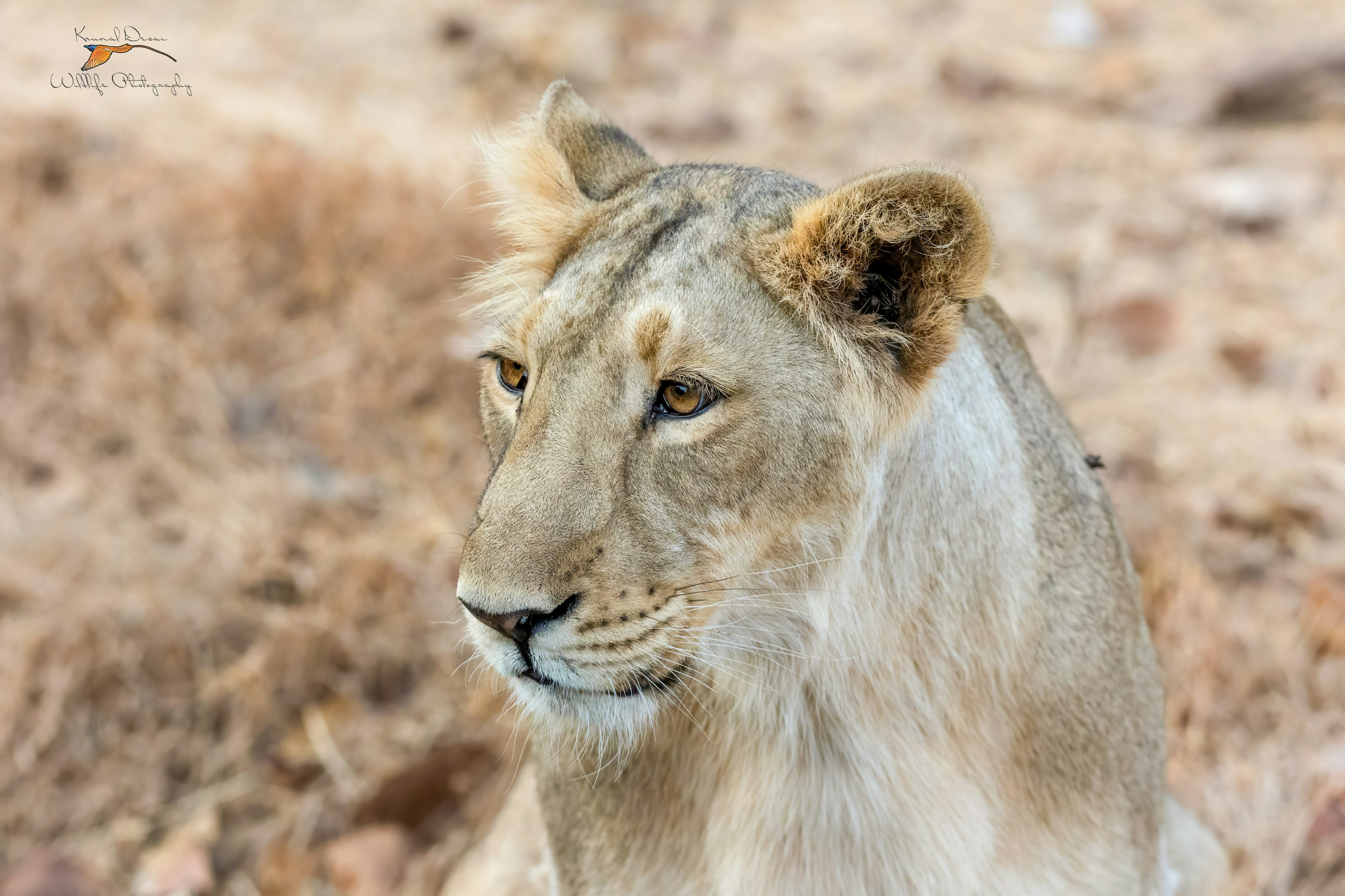 Asiatic lion