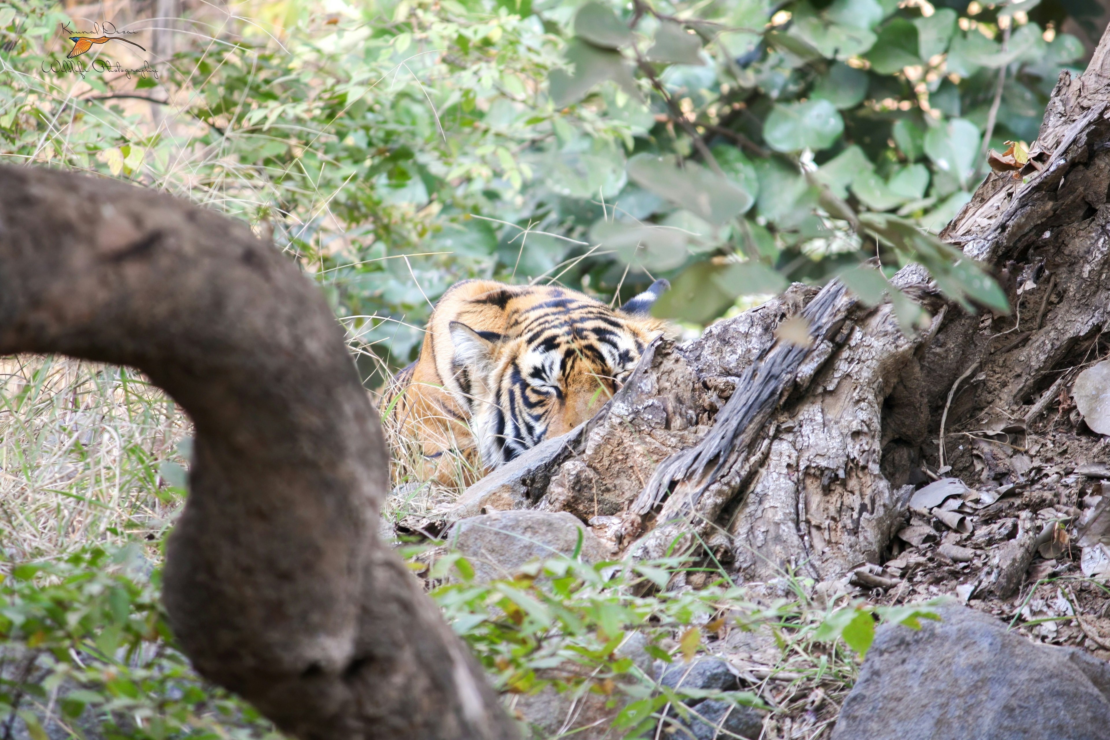 Bengal tiger