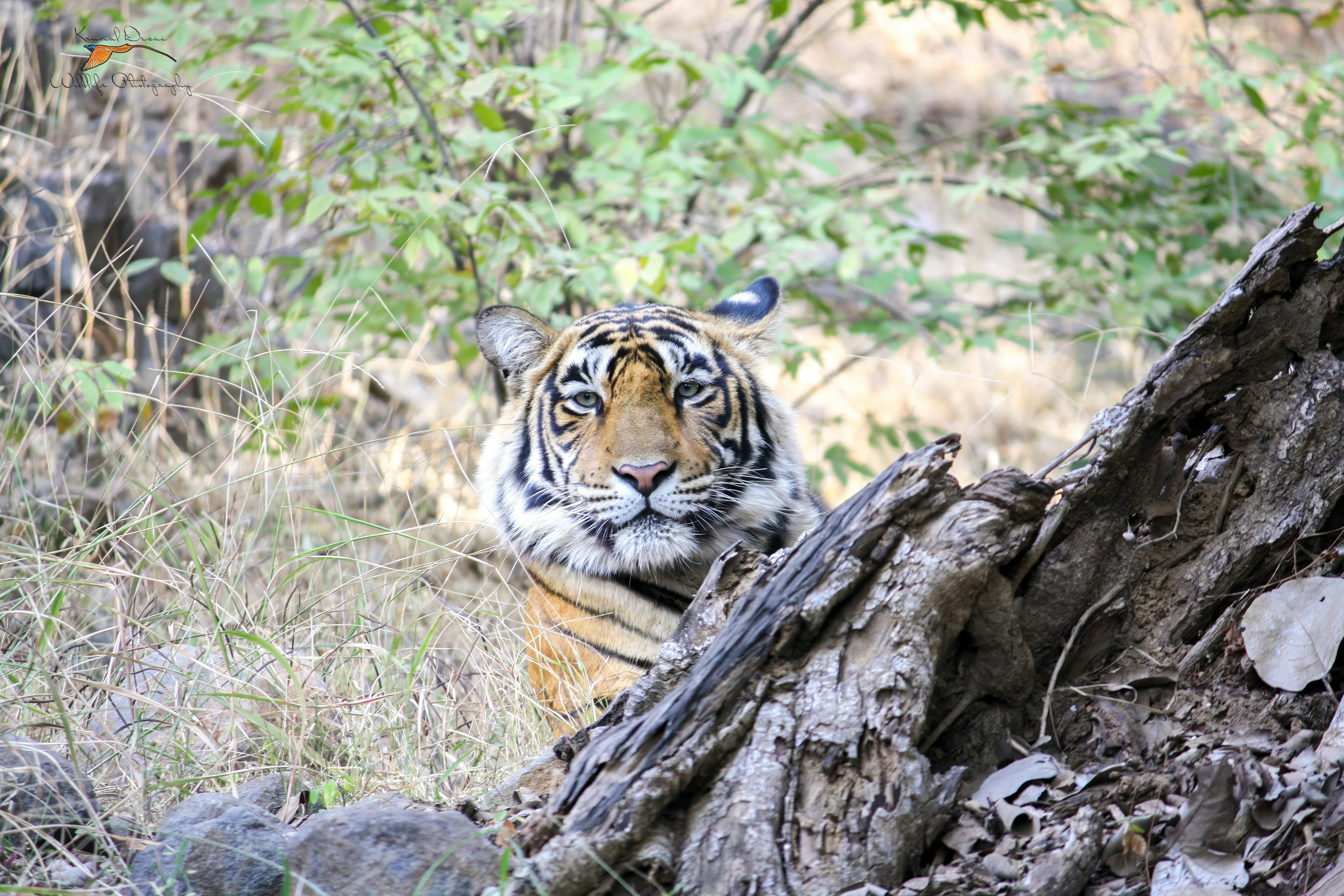 Bengal tiger