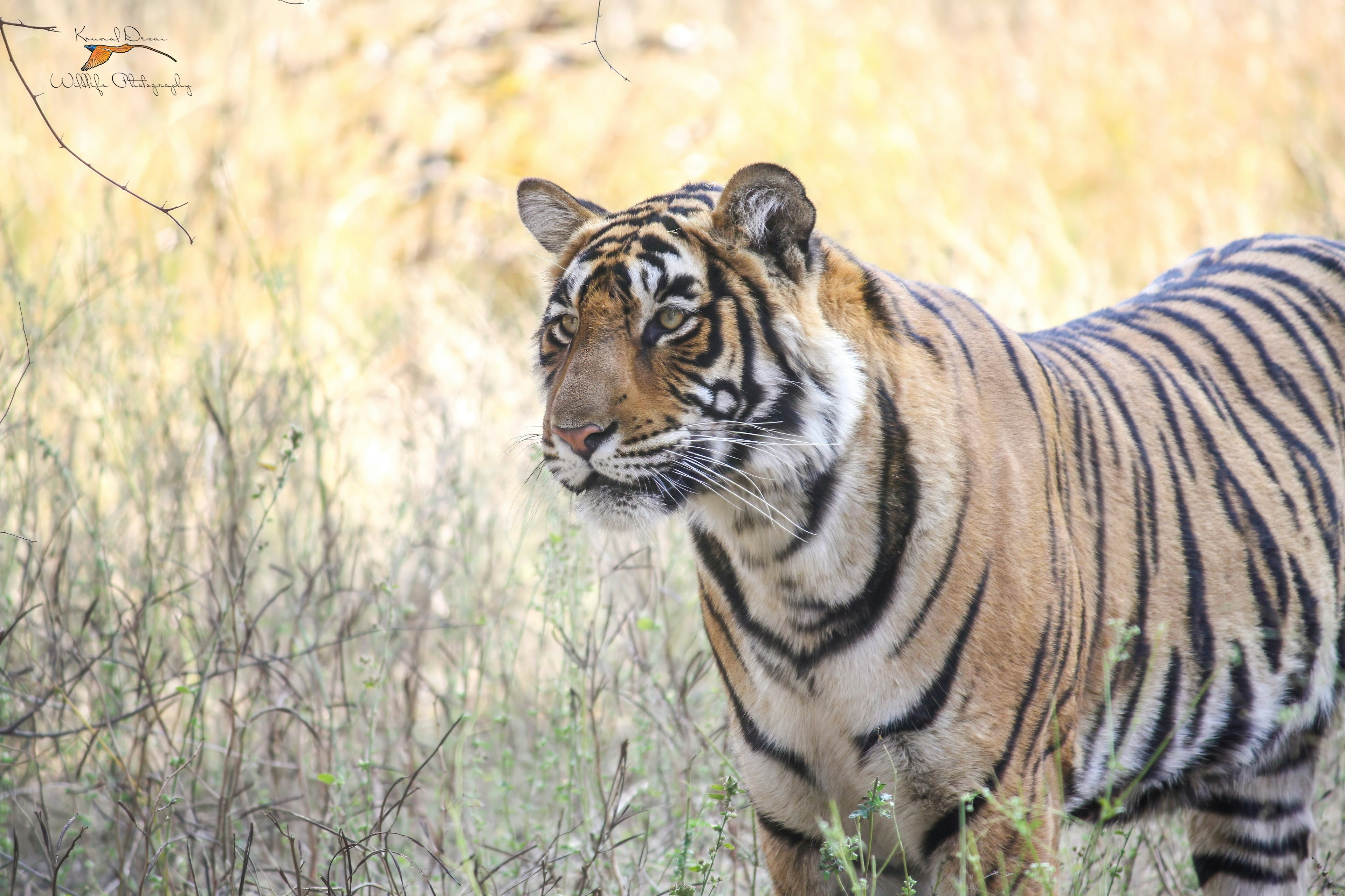 Bengal tiger