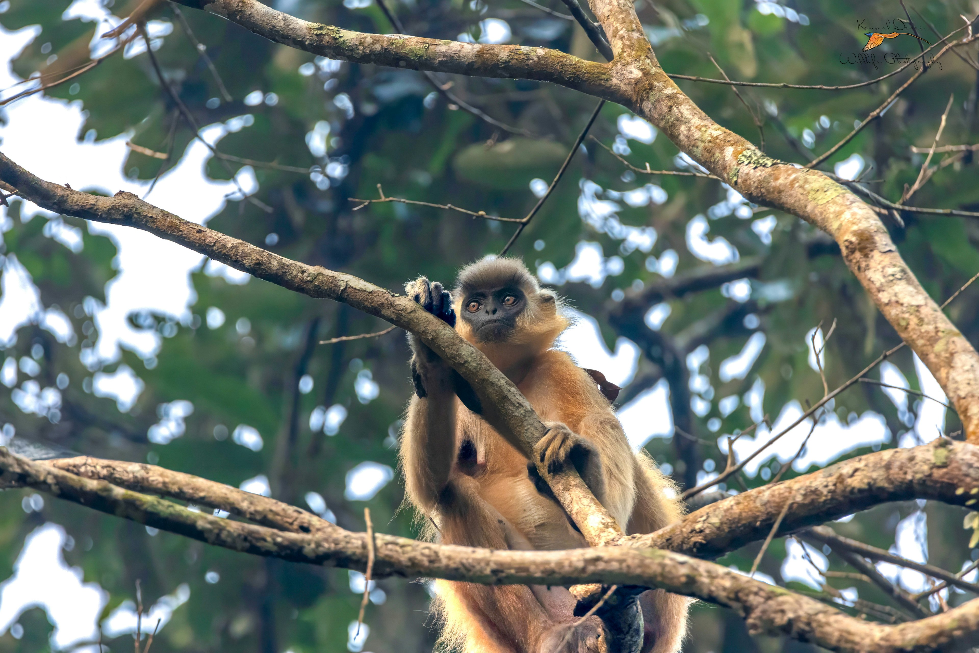 Capped langur