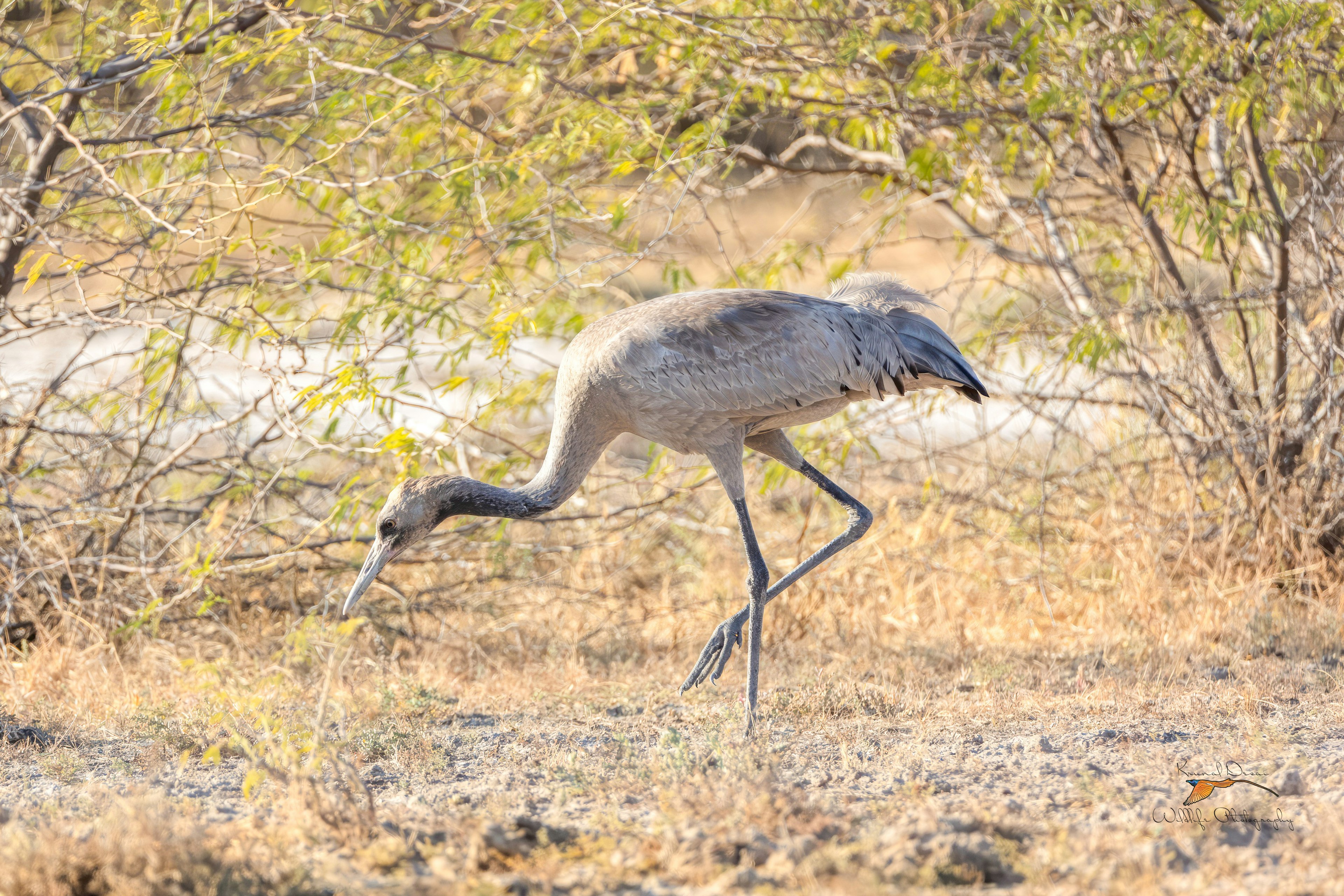 Common crane