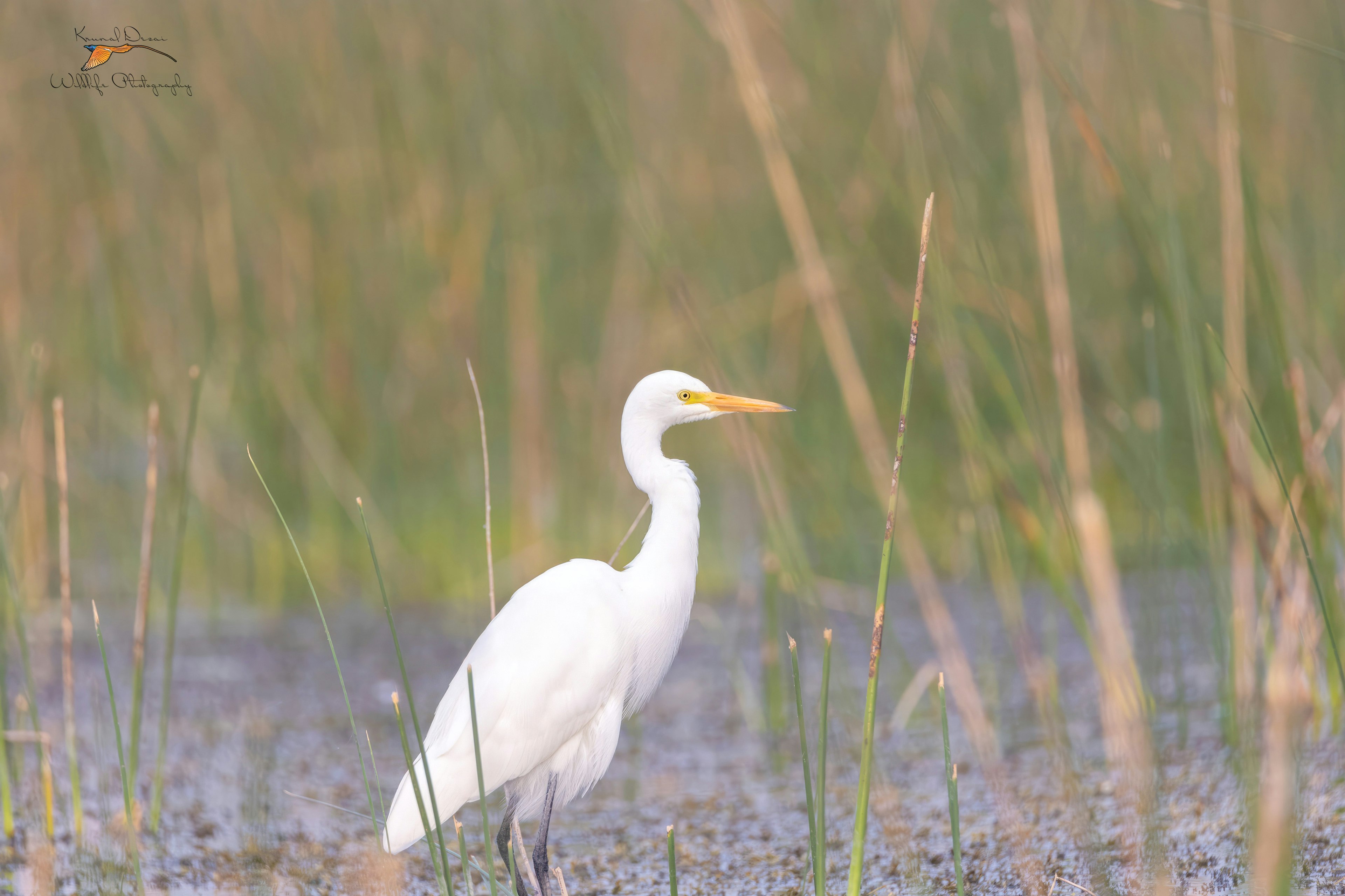 Eastern great egret