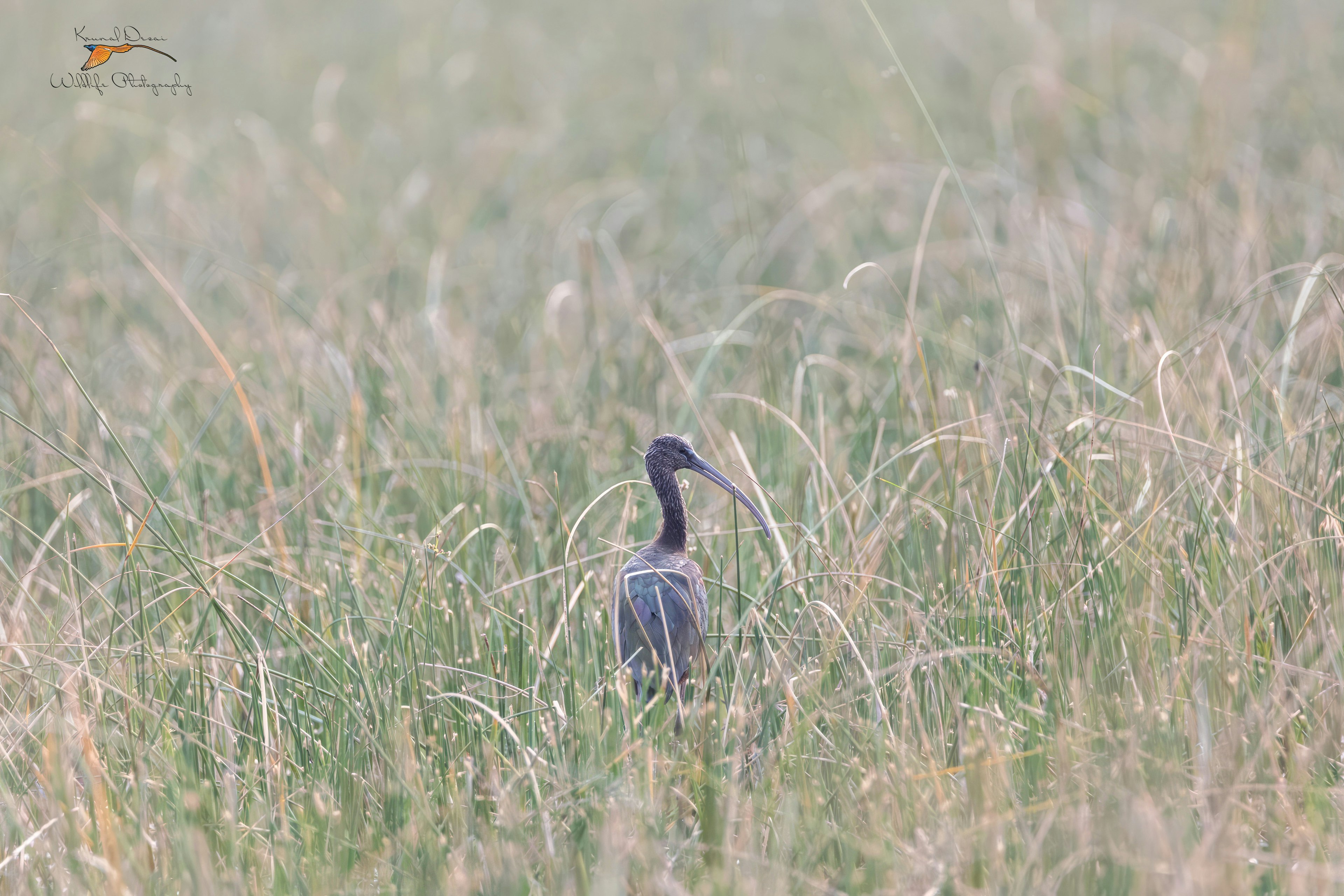 Glossy ibis