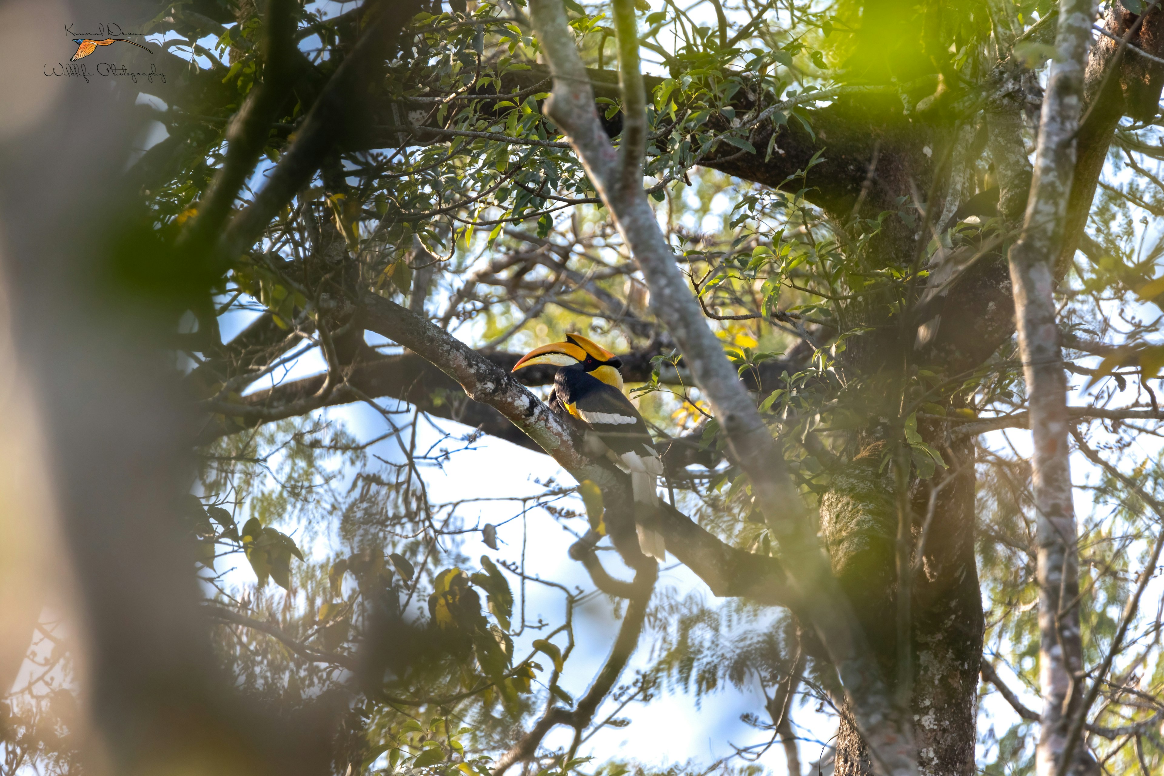 Great Indian hornbill