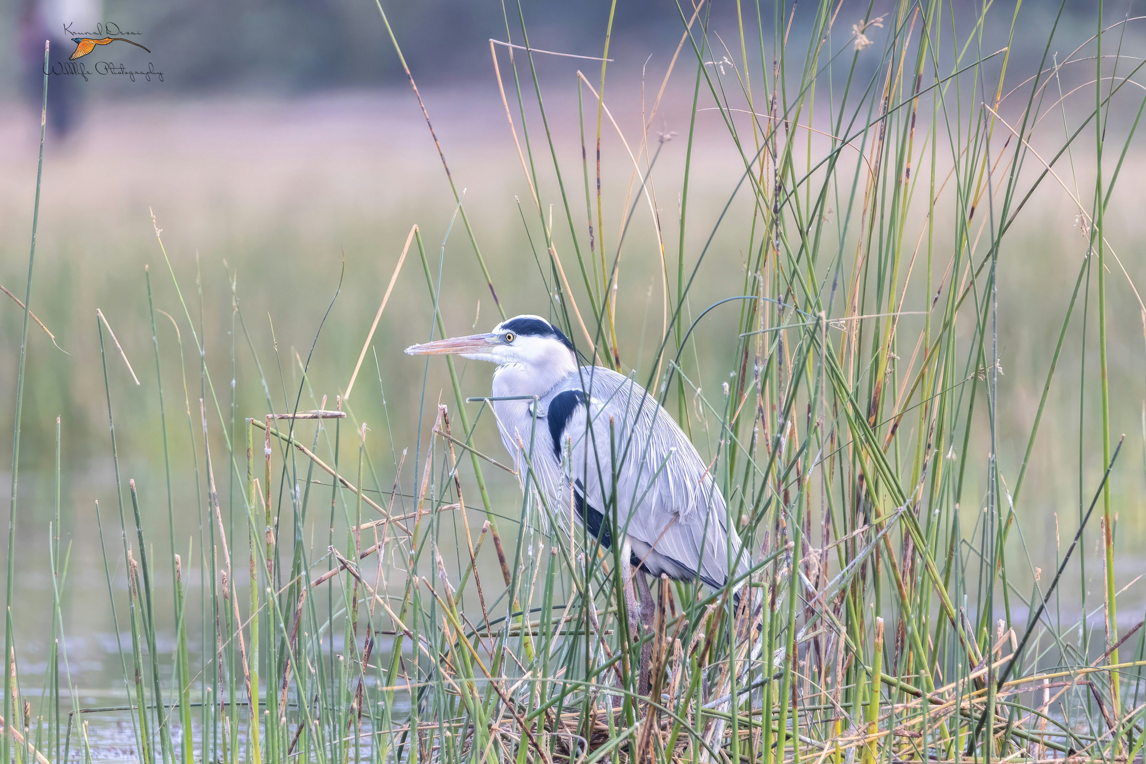 Grey heron