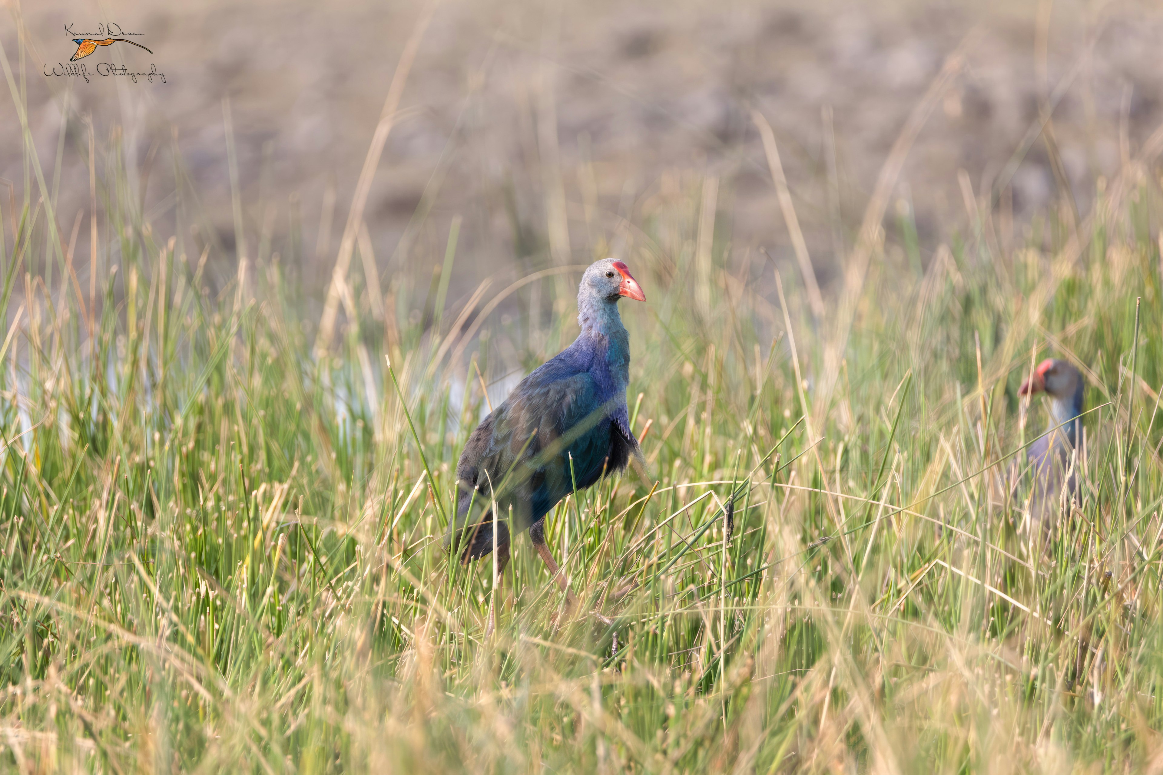 Grey-headed swamphen