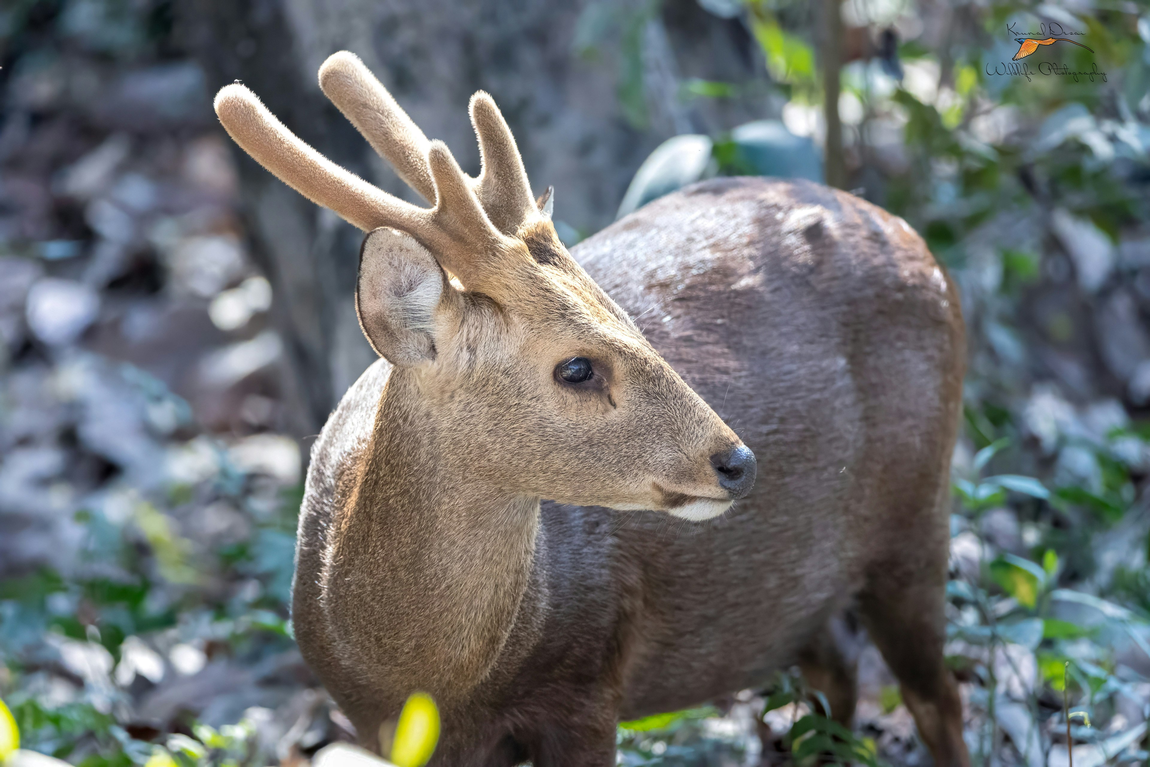 Hog deer