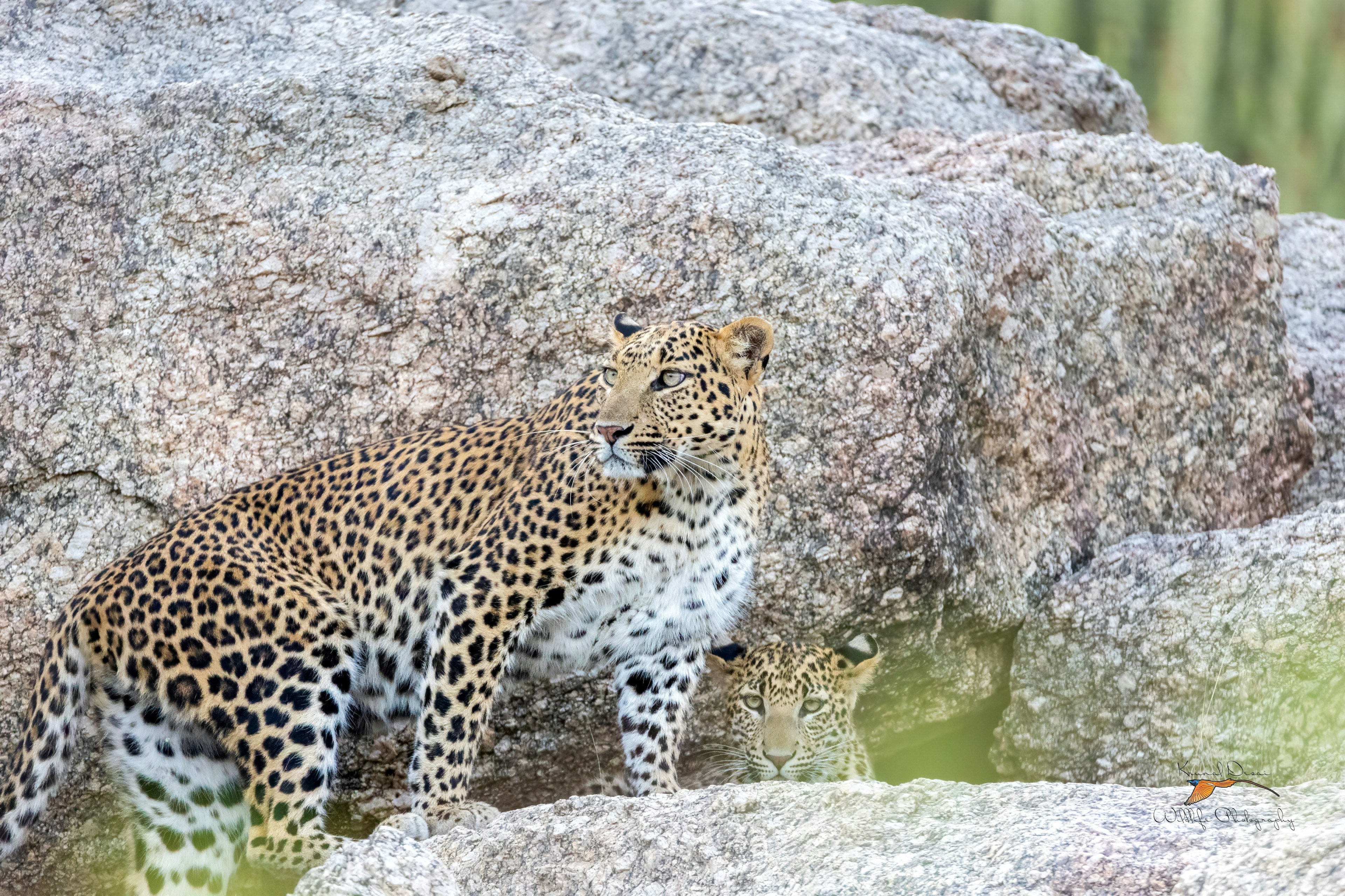 Indian leopard