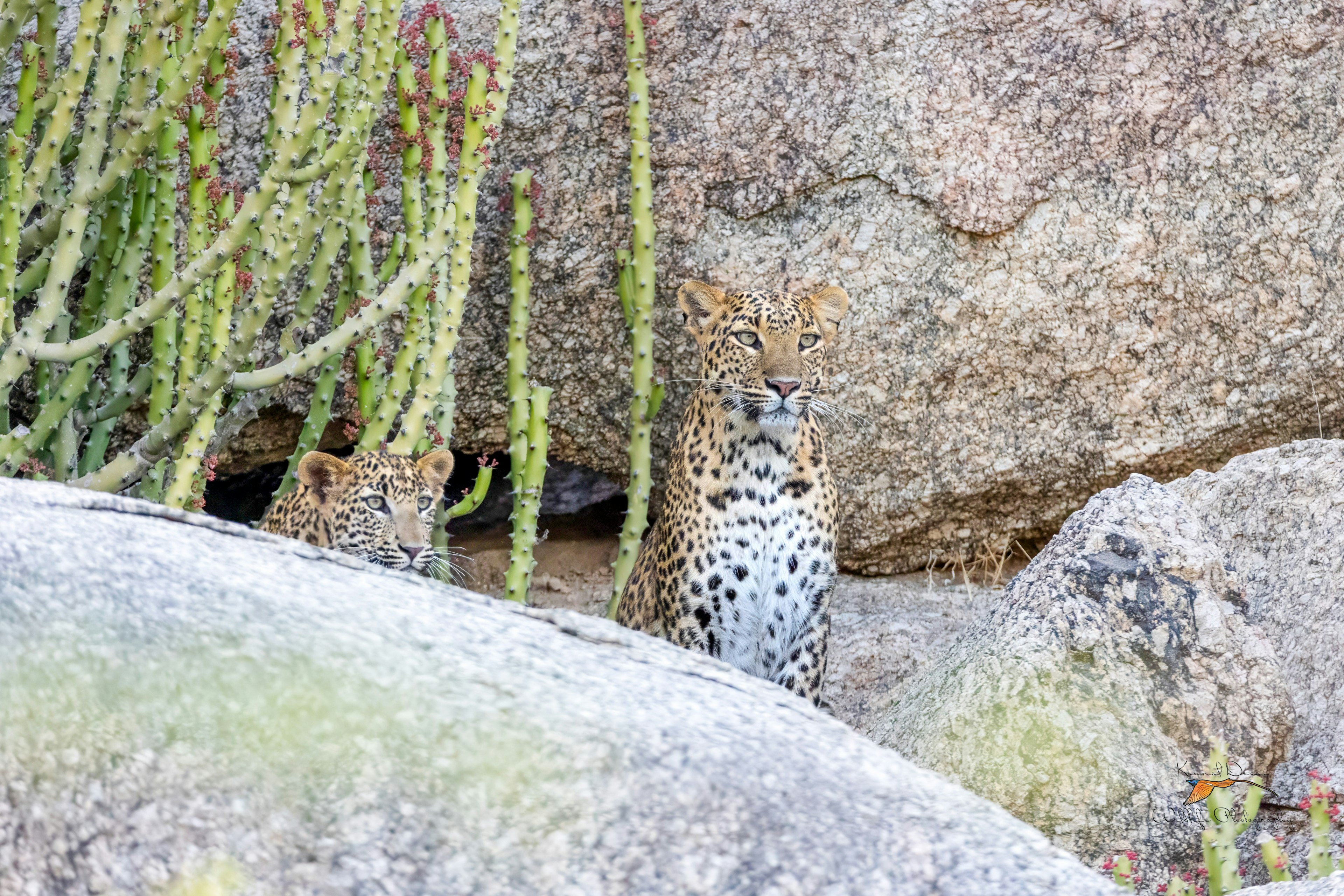 Indian leopard