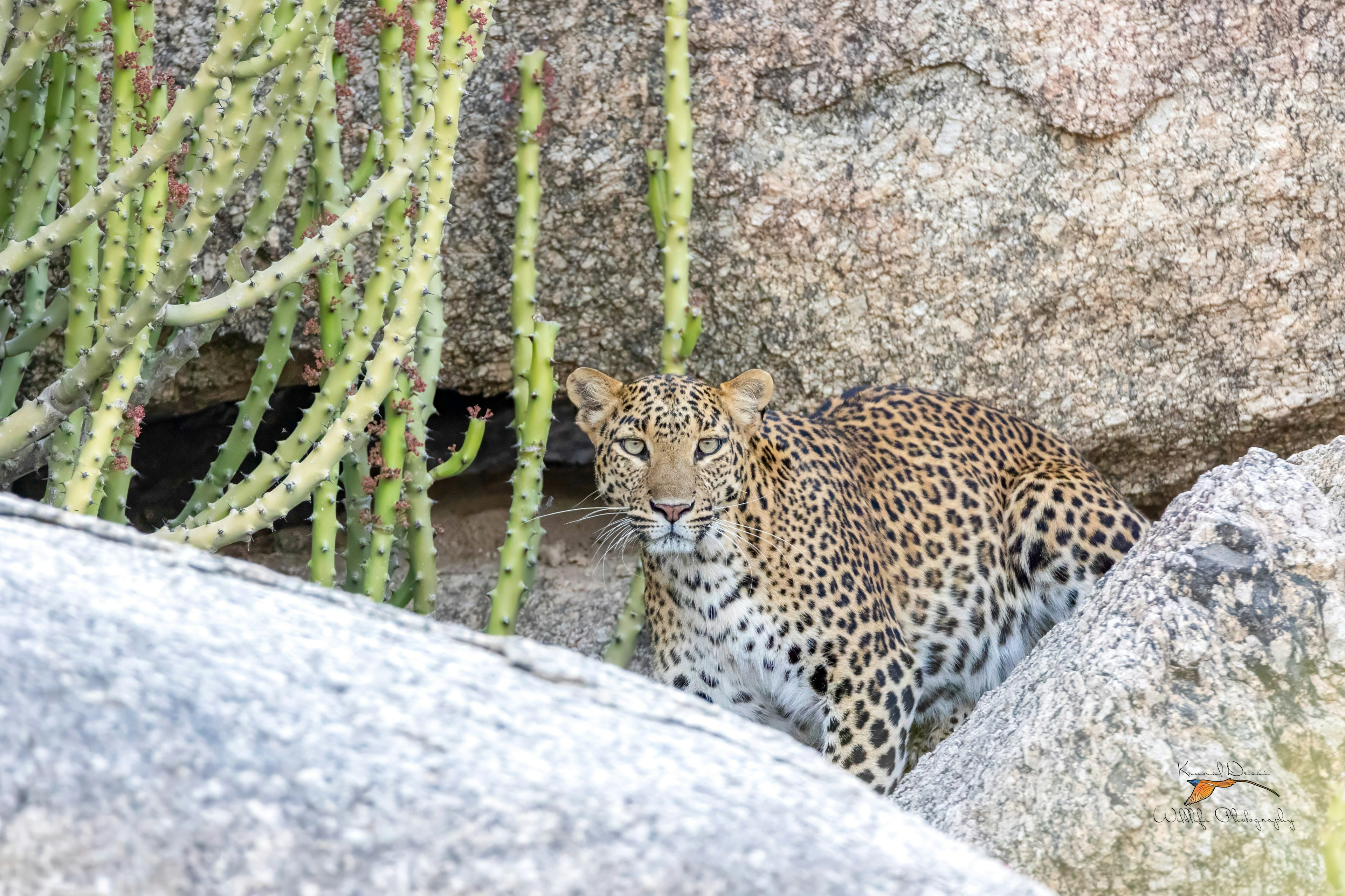 Indian leopard