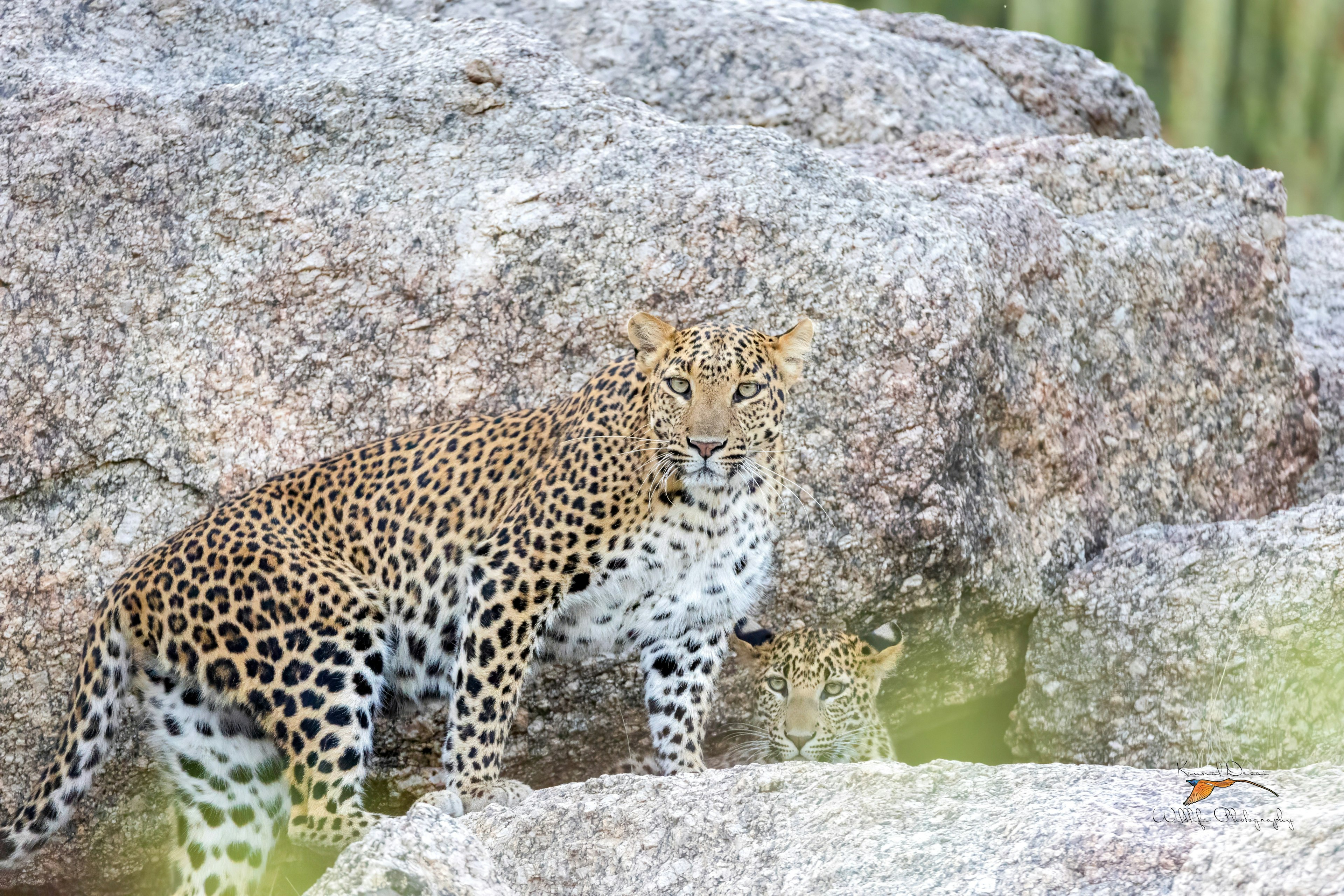 Indian leopard