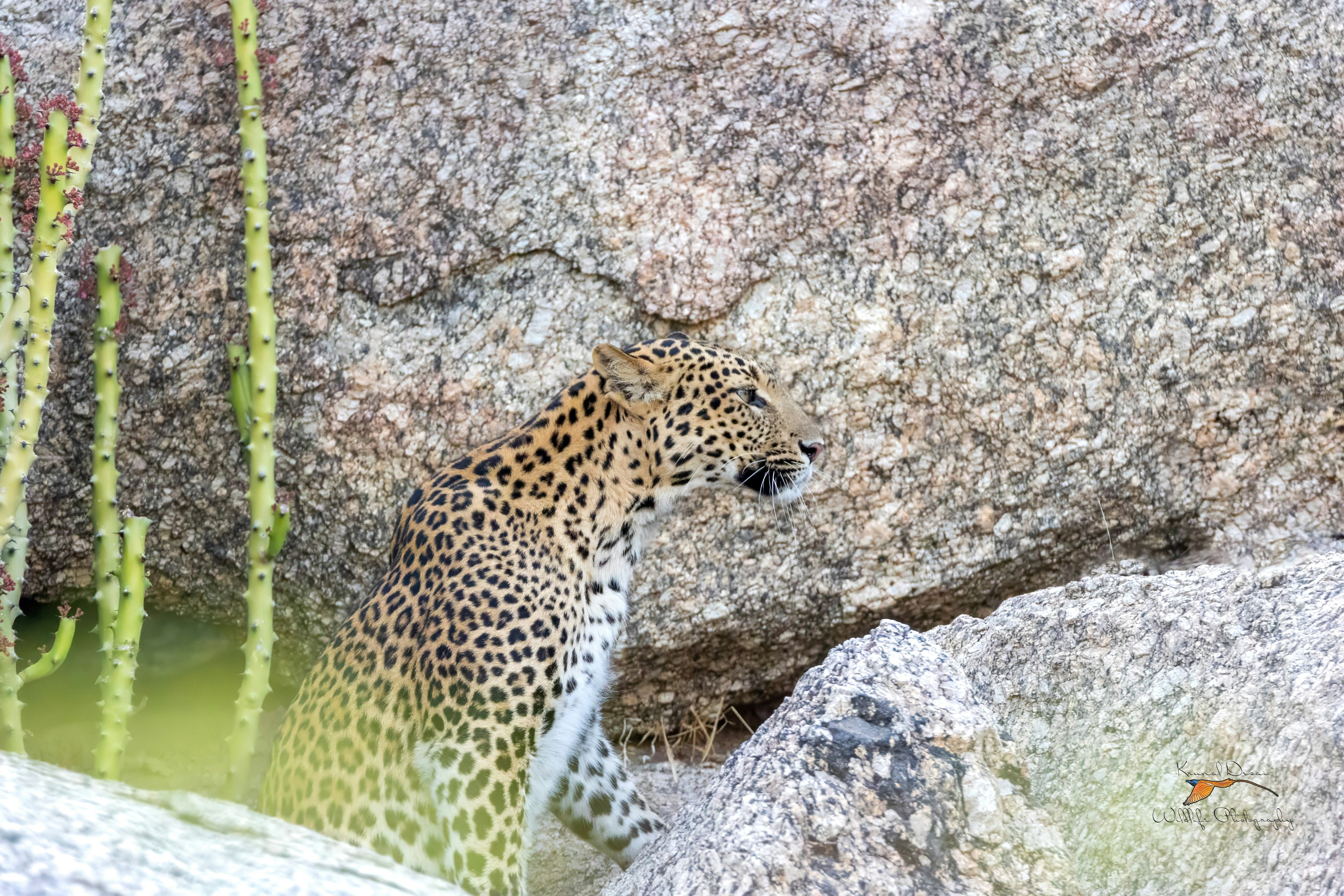 Indian leopard