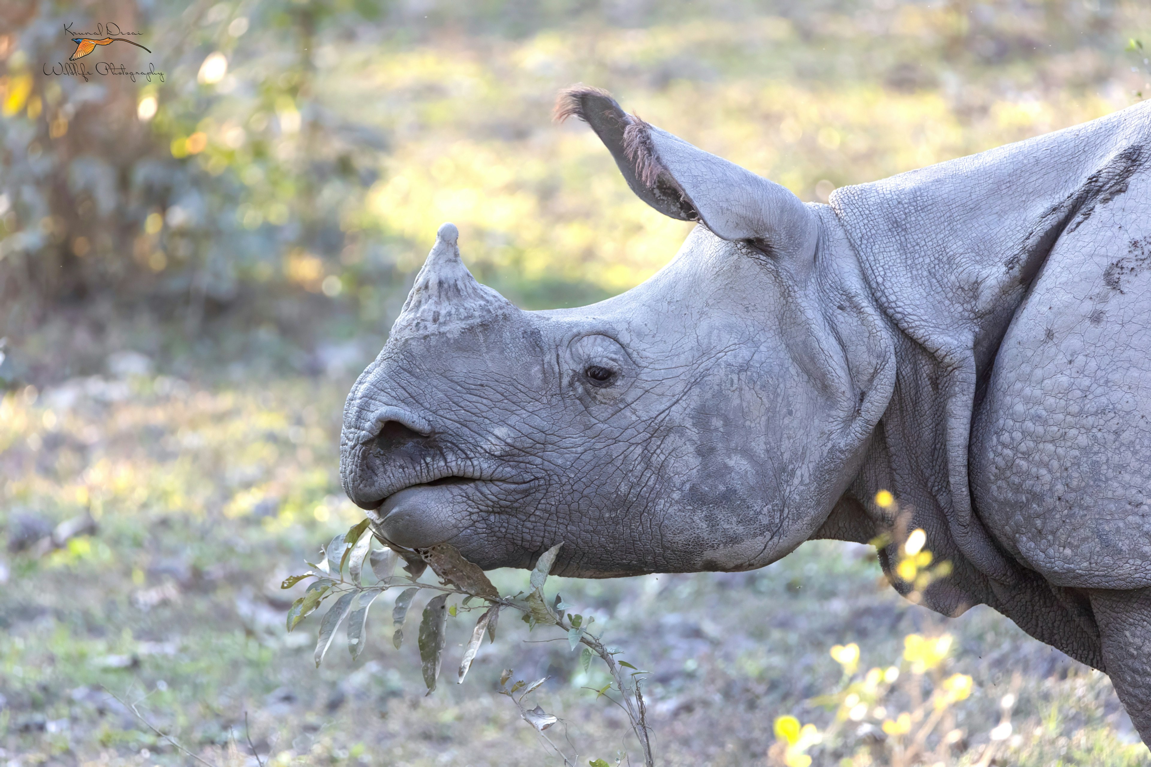 Indian rhinoceros