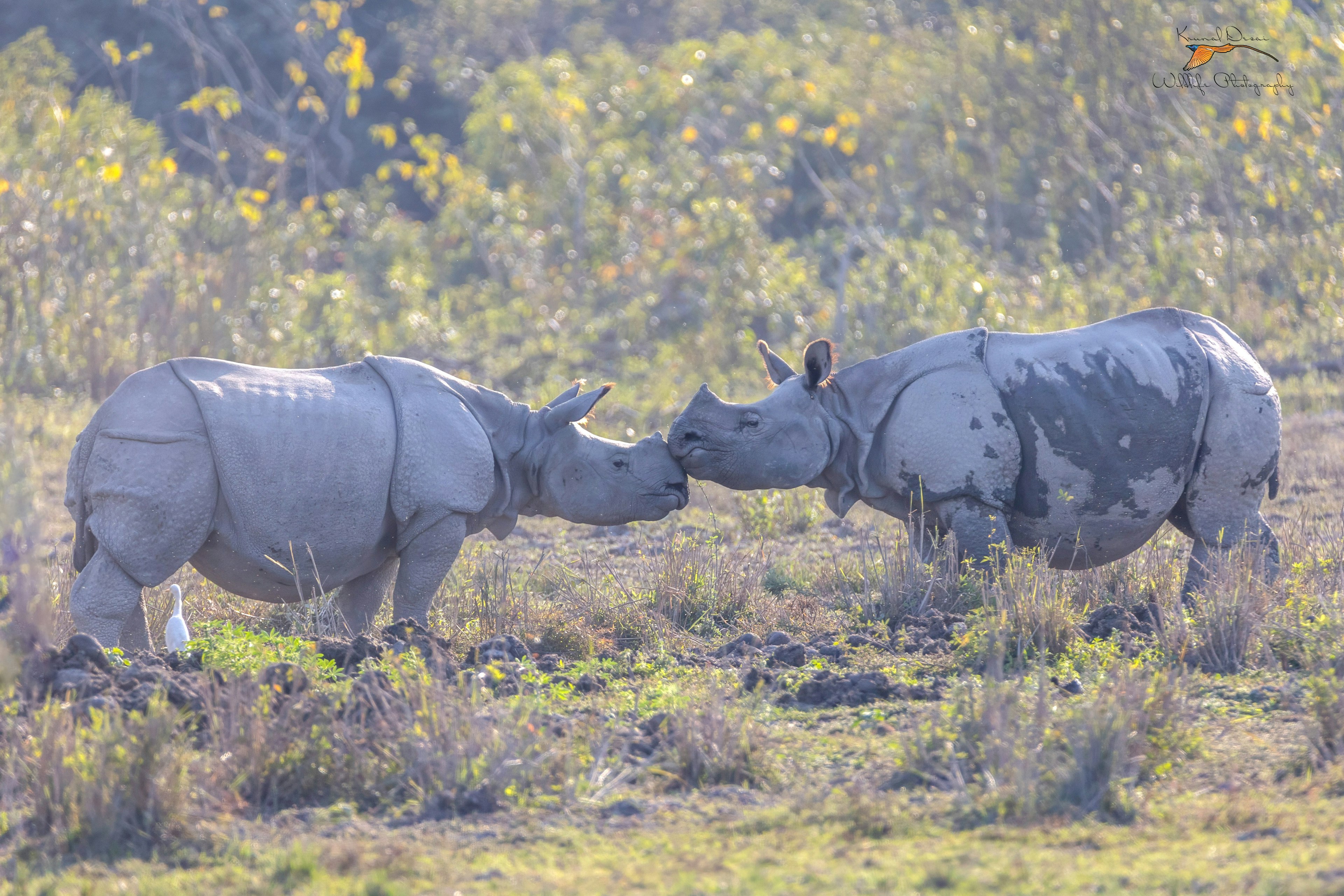 Indian rhinoceros