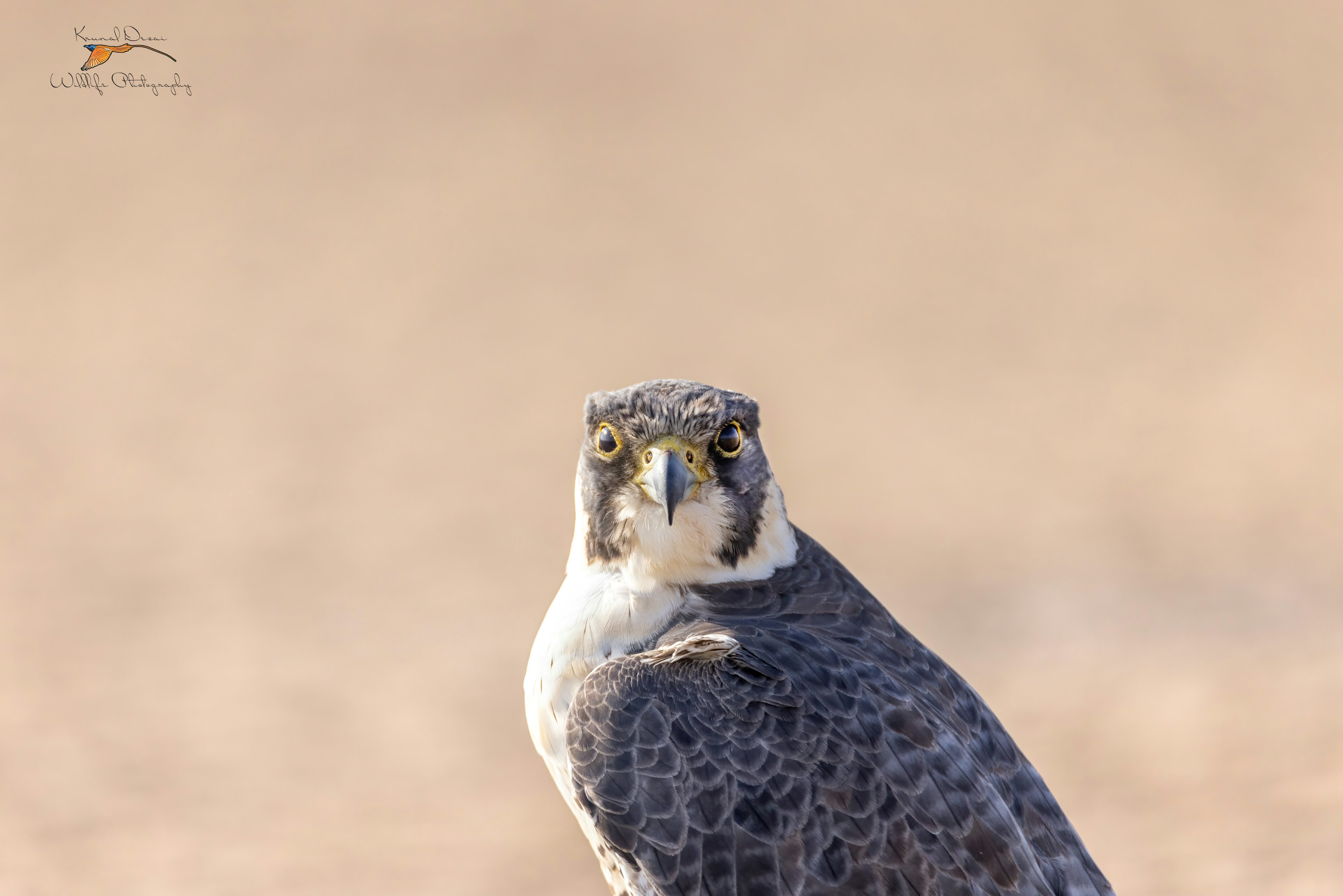 Peregrine falcon