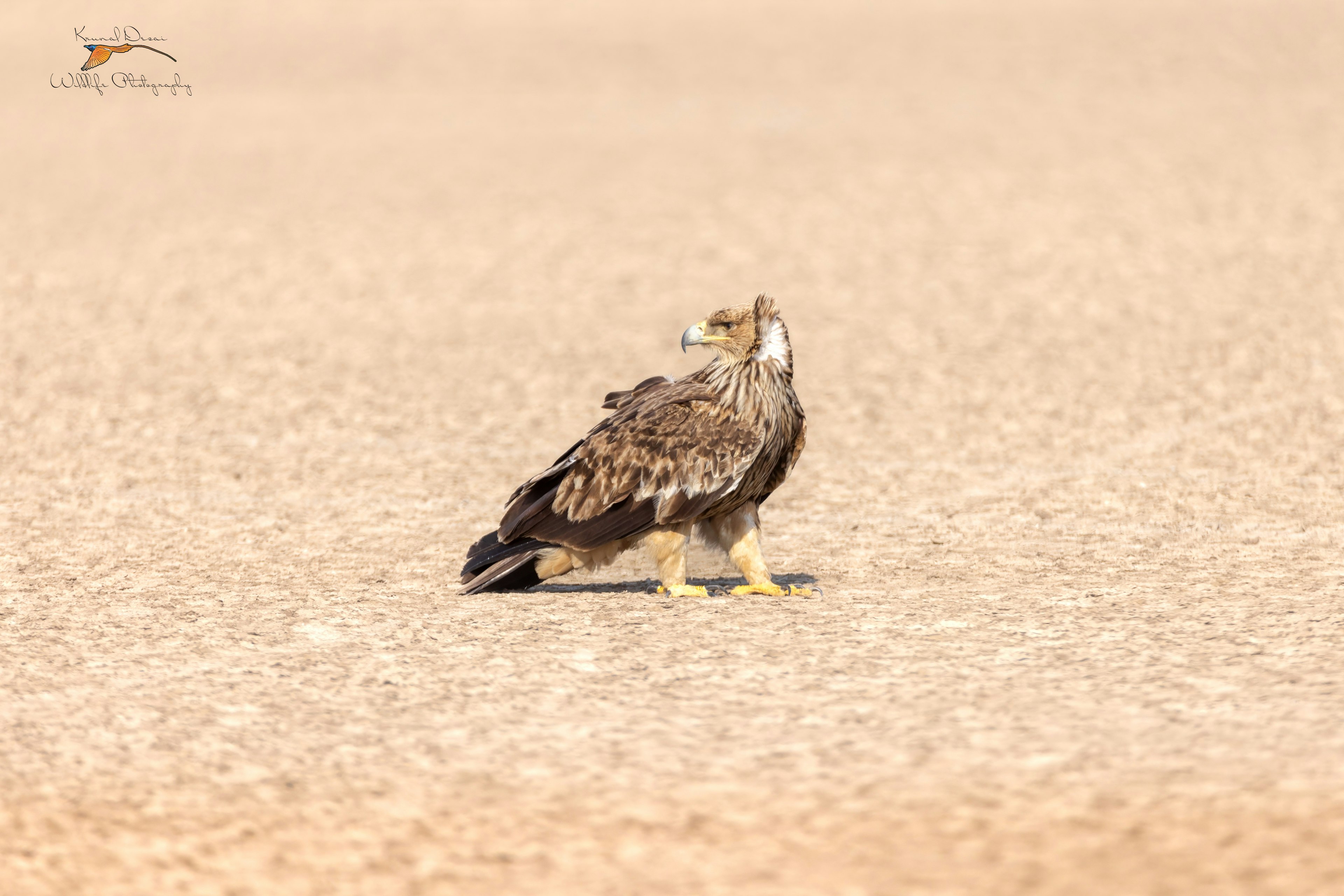 Steppe eagle