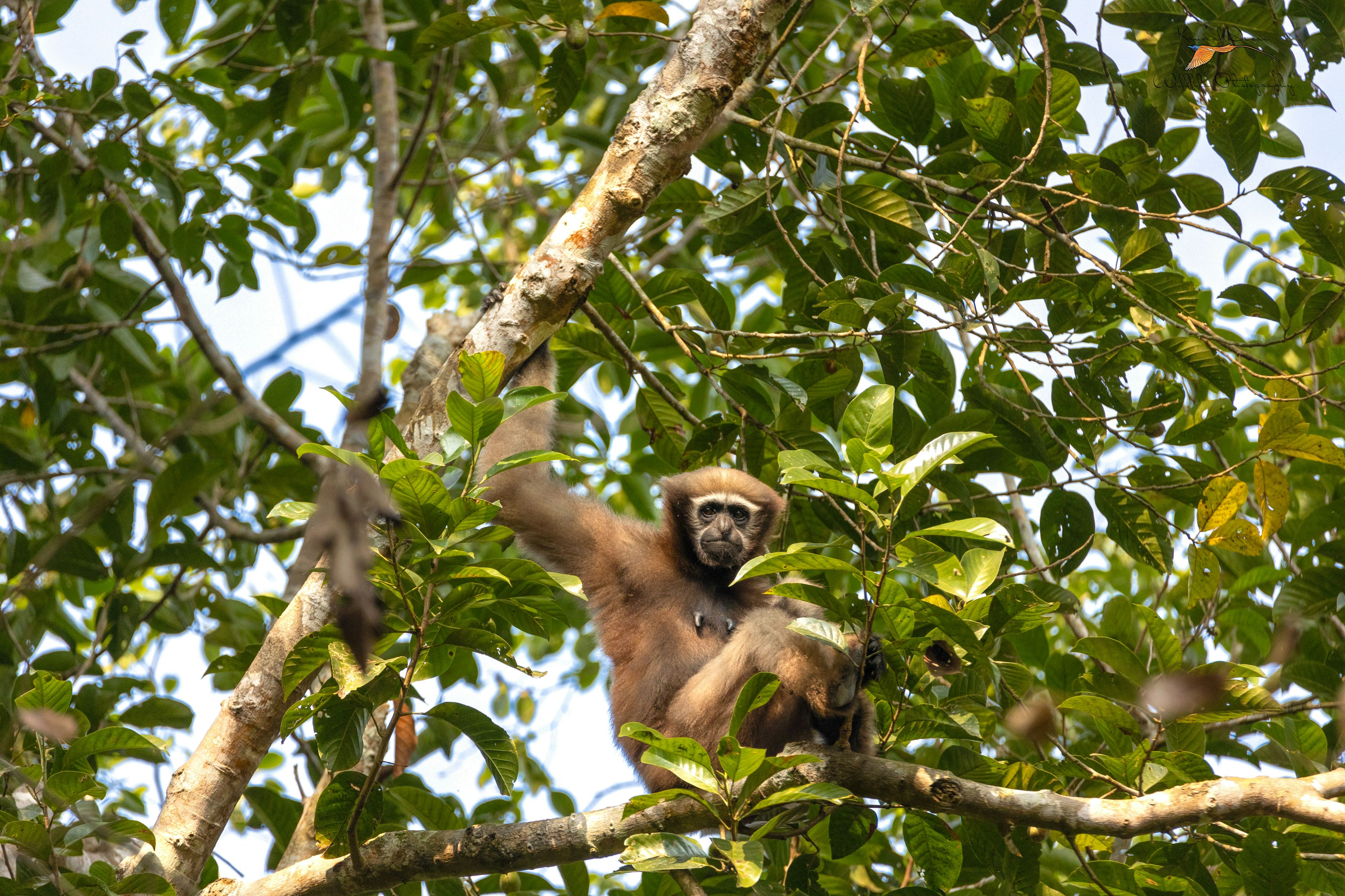 Western hoolock gibbon