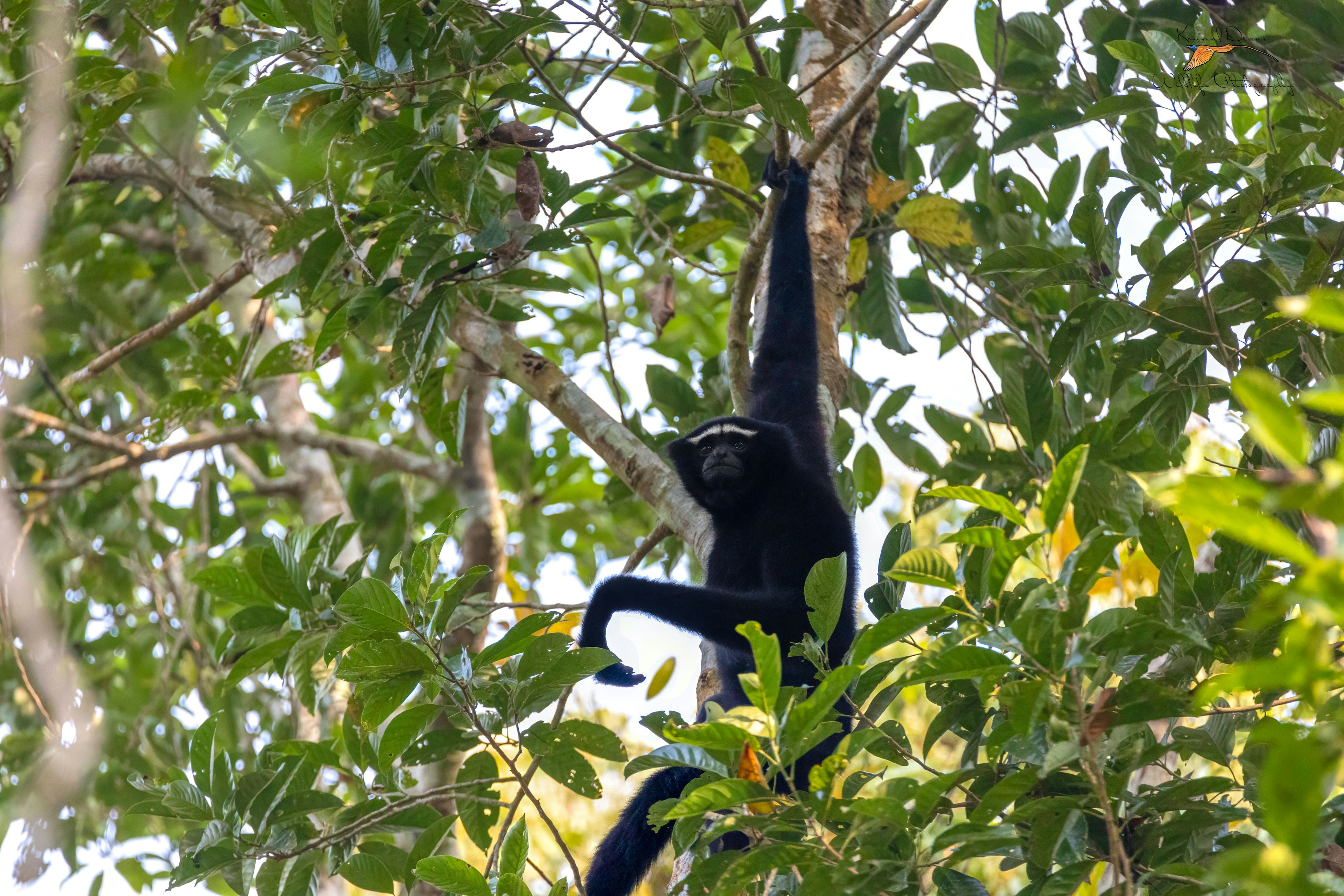 Western hoolock gibbon