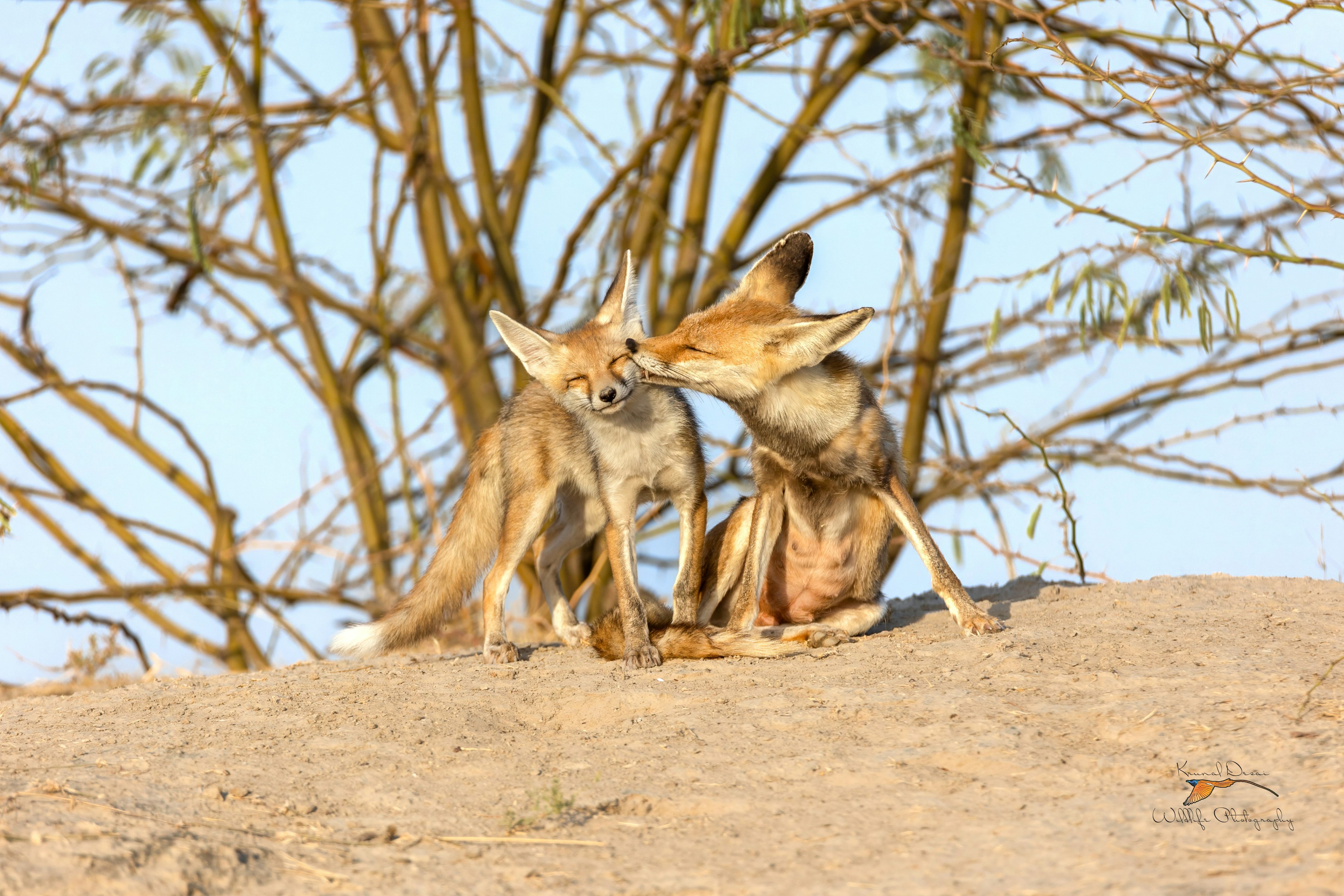 White-footed fox