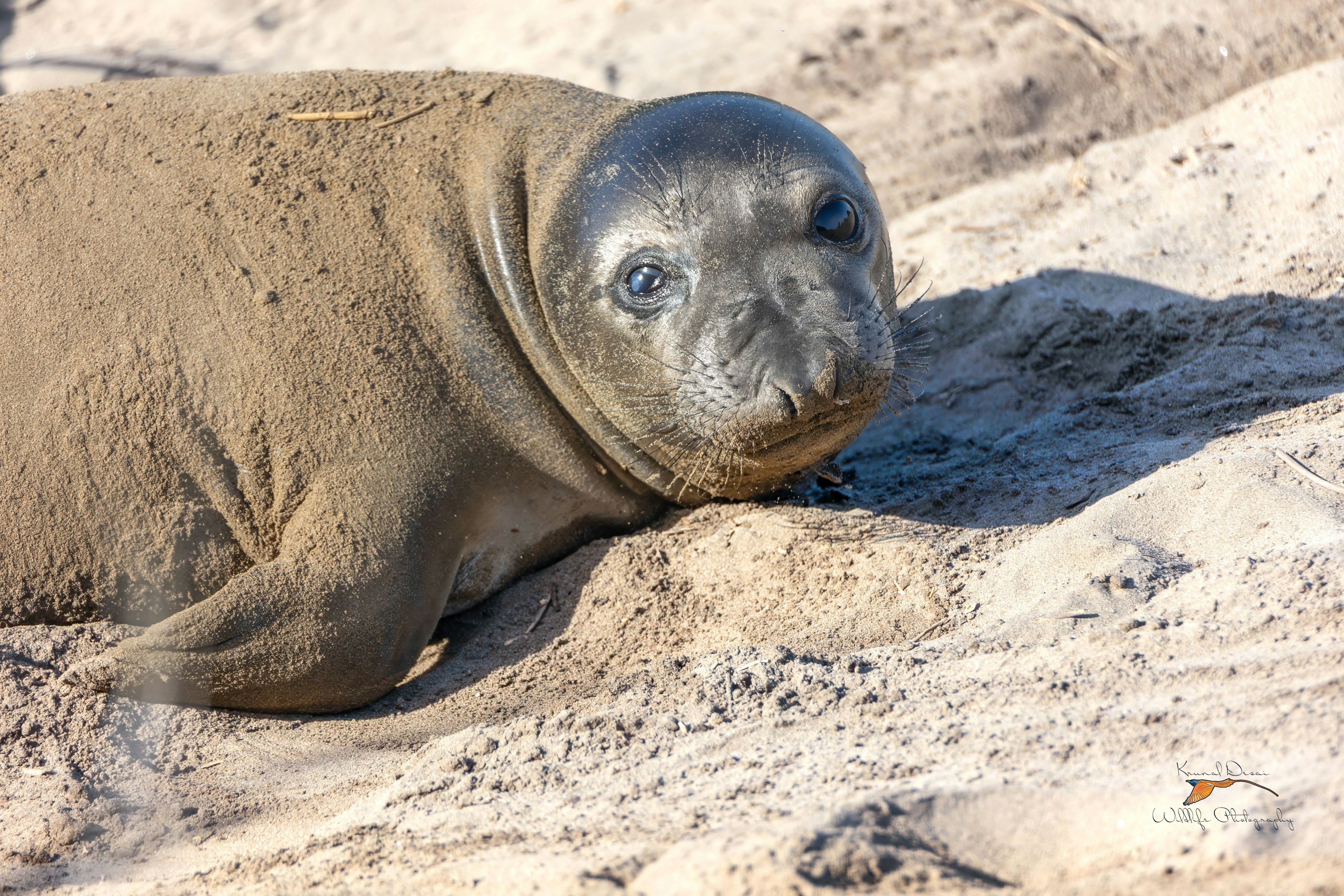 Northern elephant seal