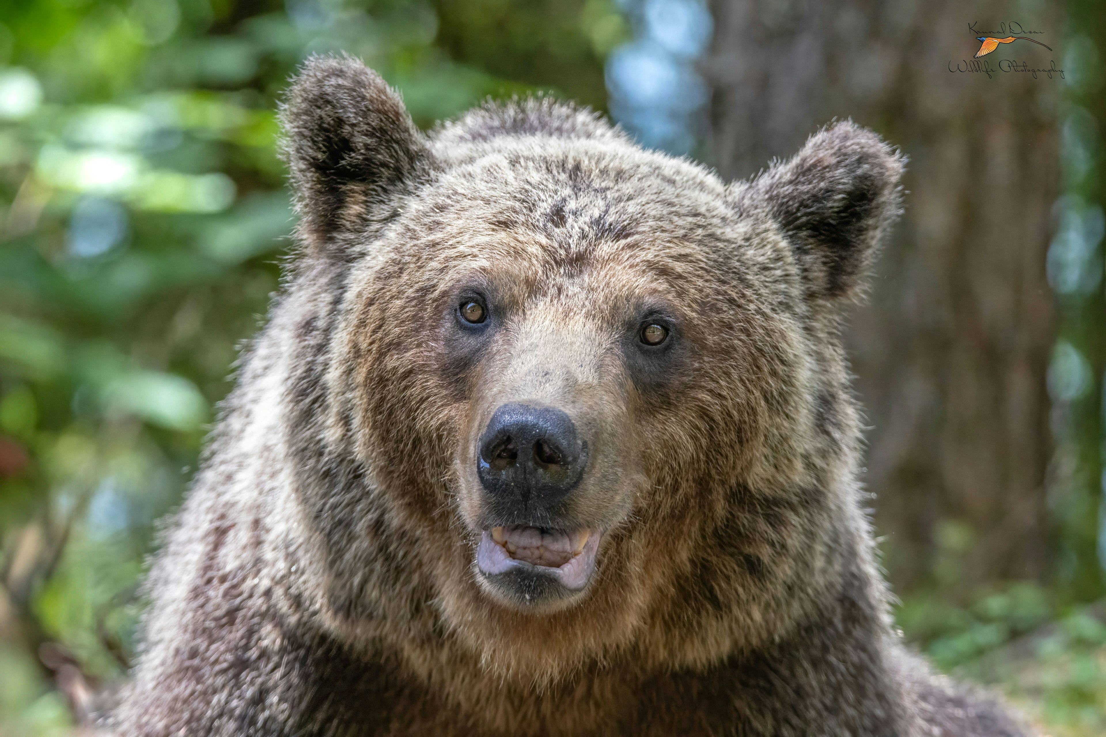 Eurasian brown bear