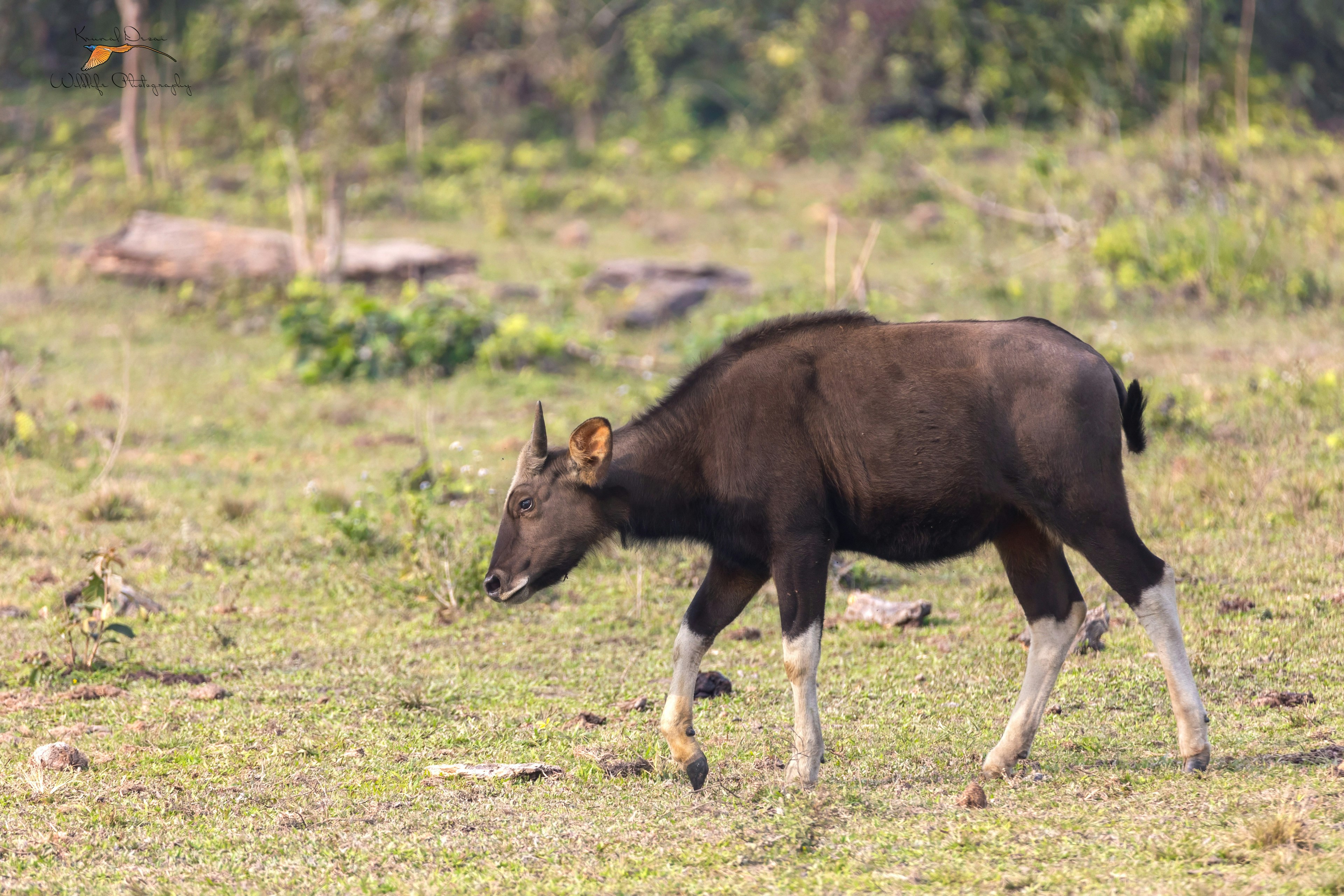 Gaur