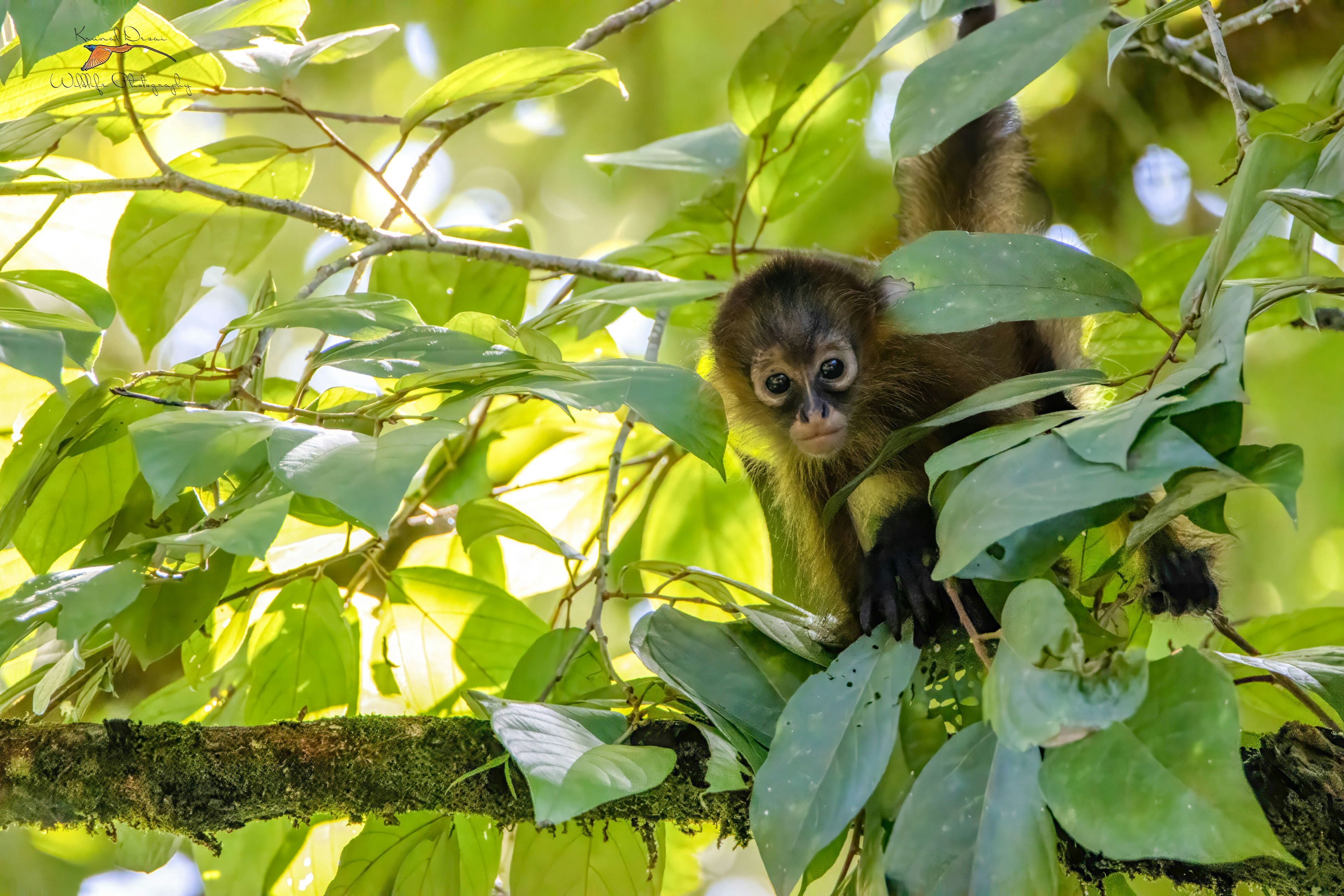 Geoffroy's spider monkey