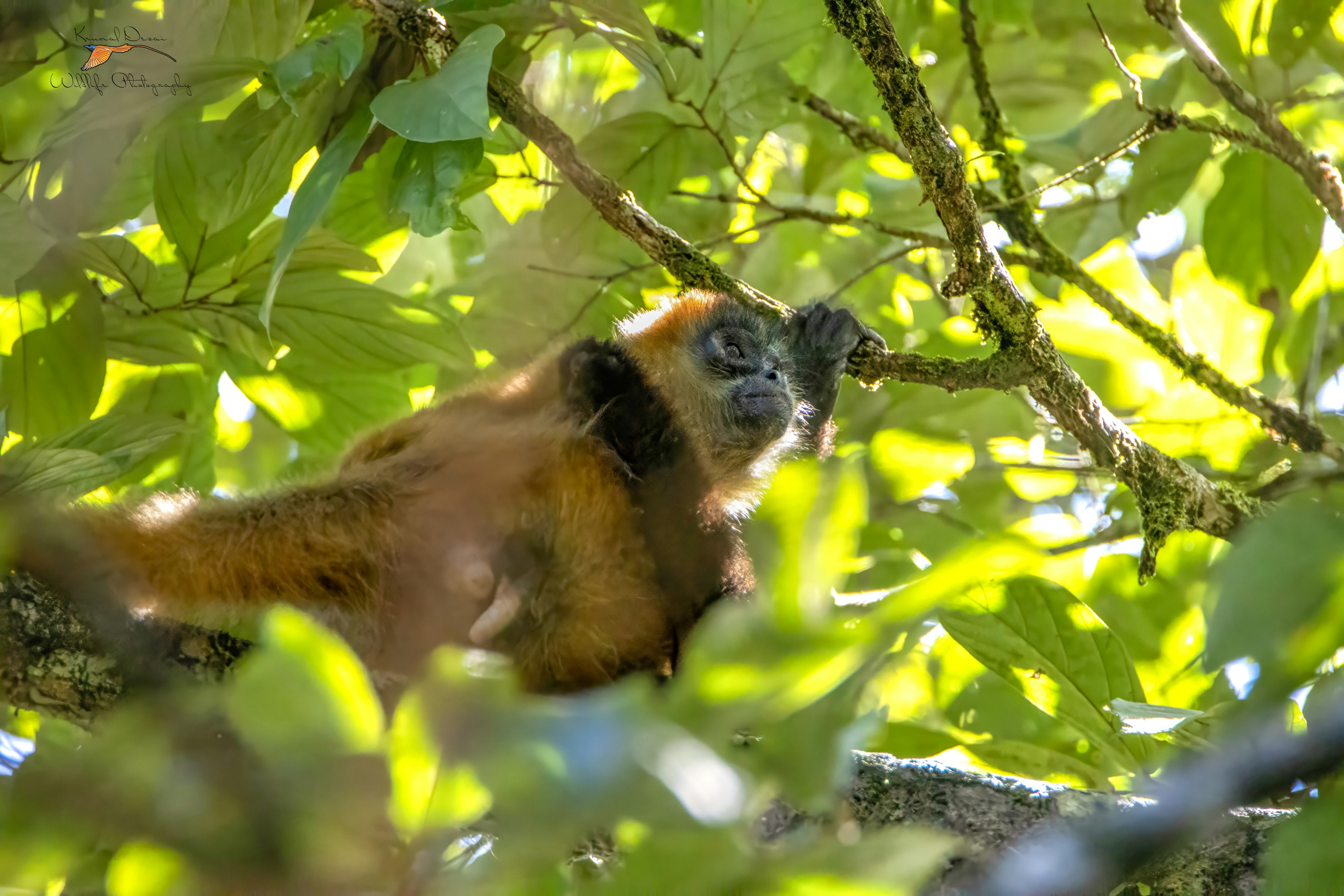 Geoffroy's spider monkey