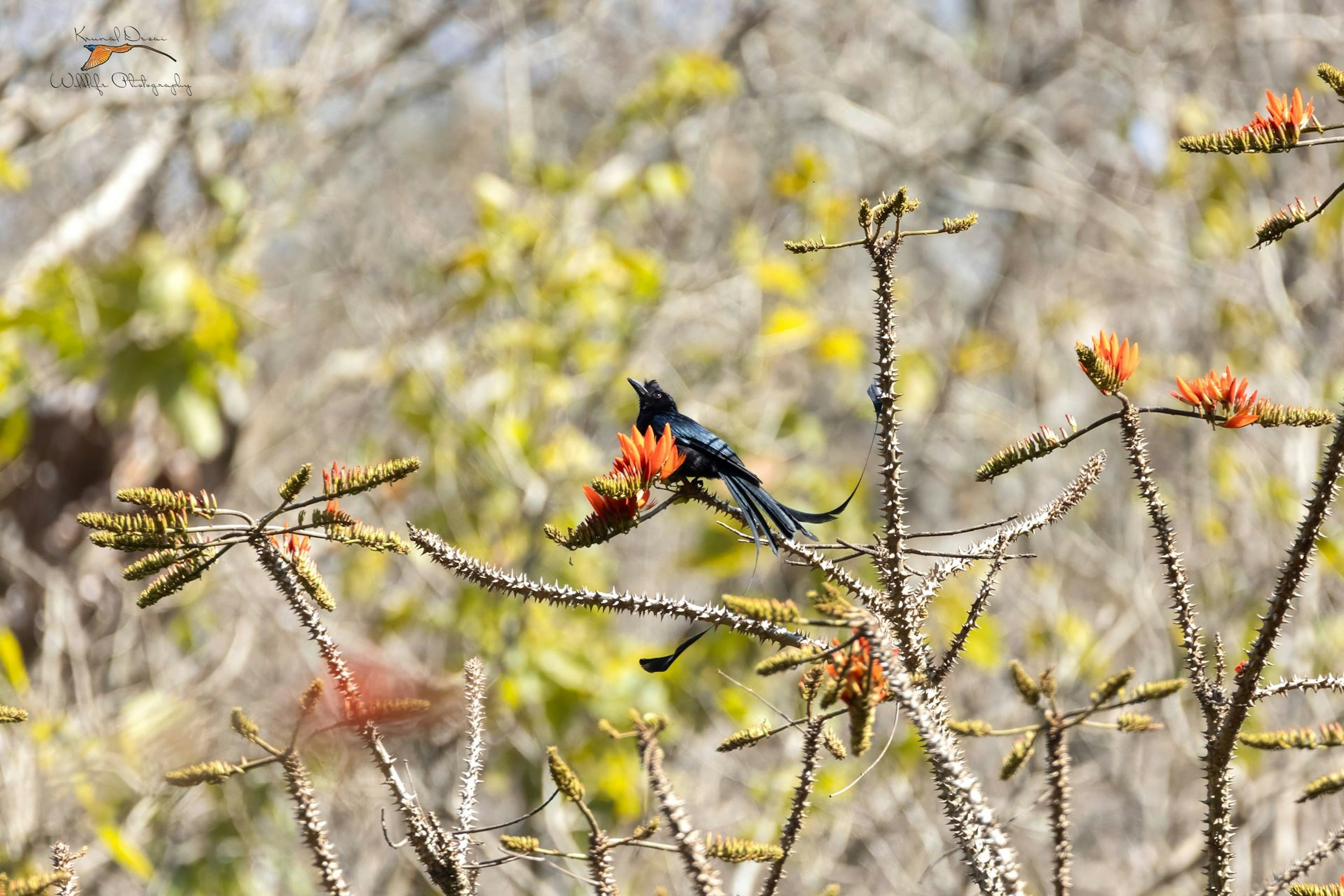 Greater racket-tailed drongo