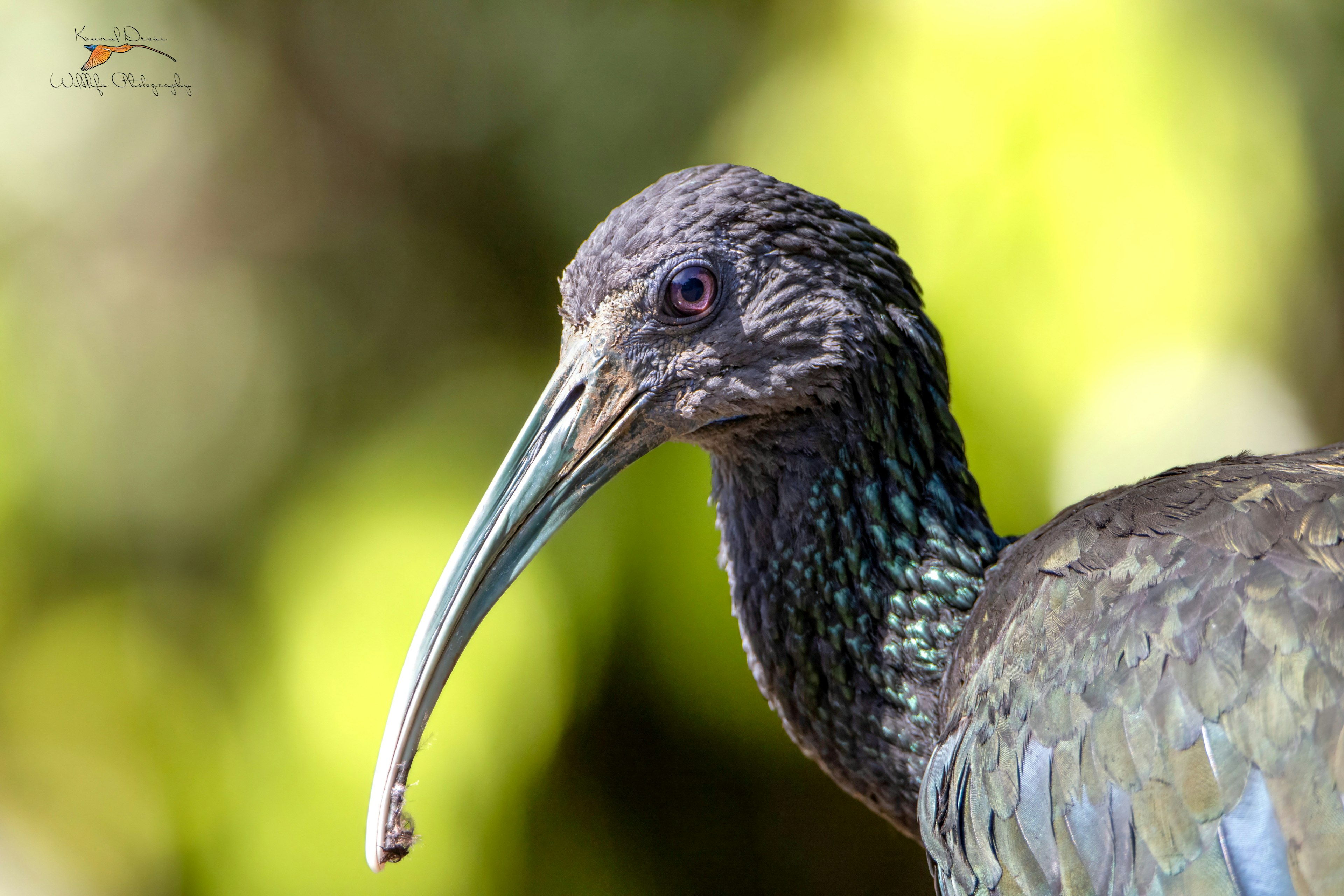 Green ibis