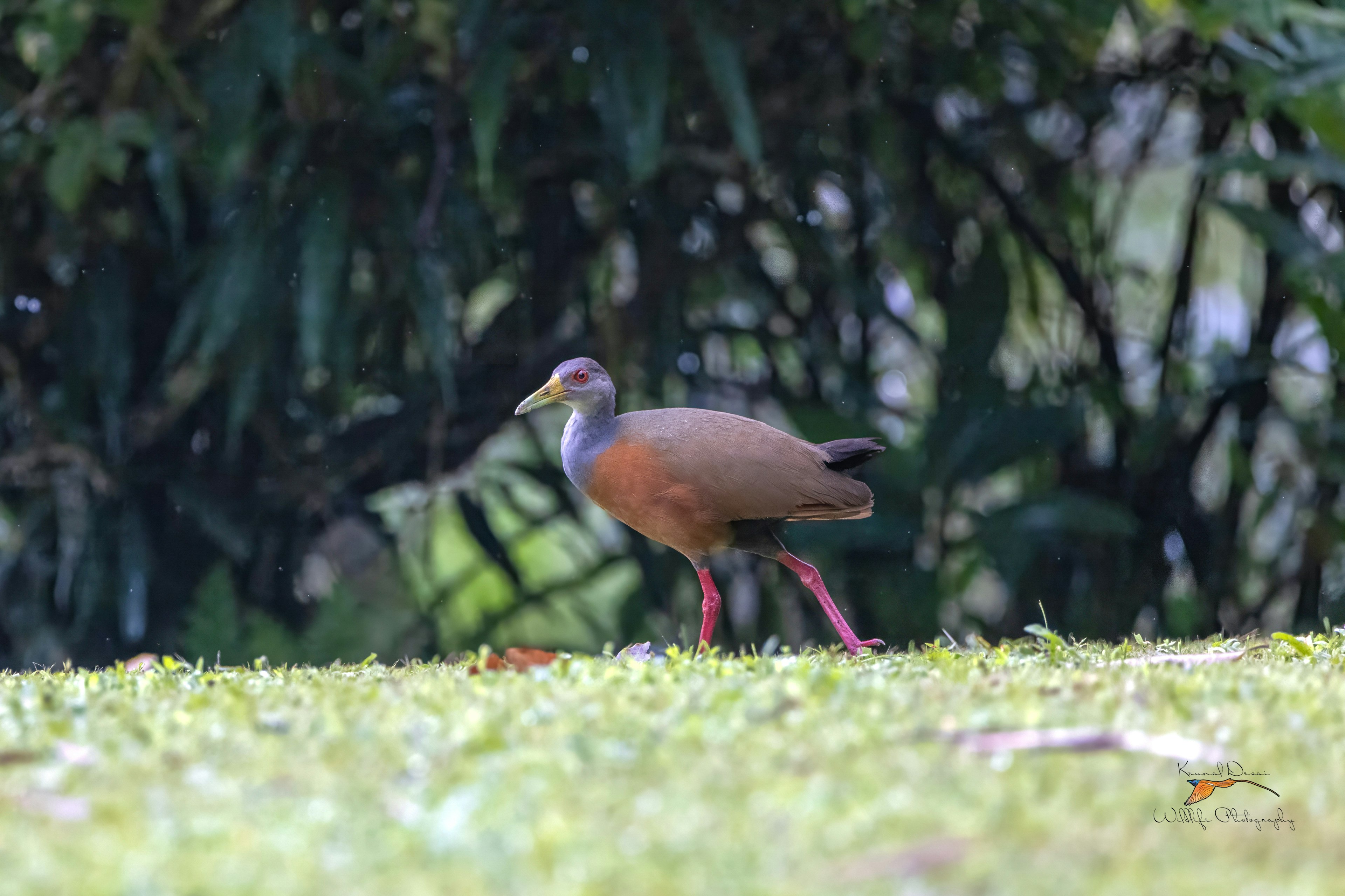 Grey-cowled wood rail