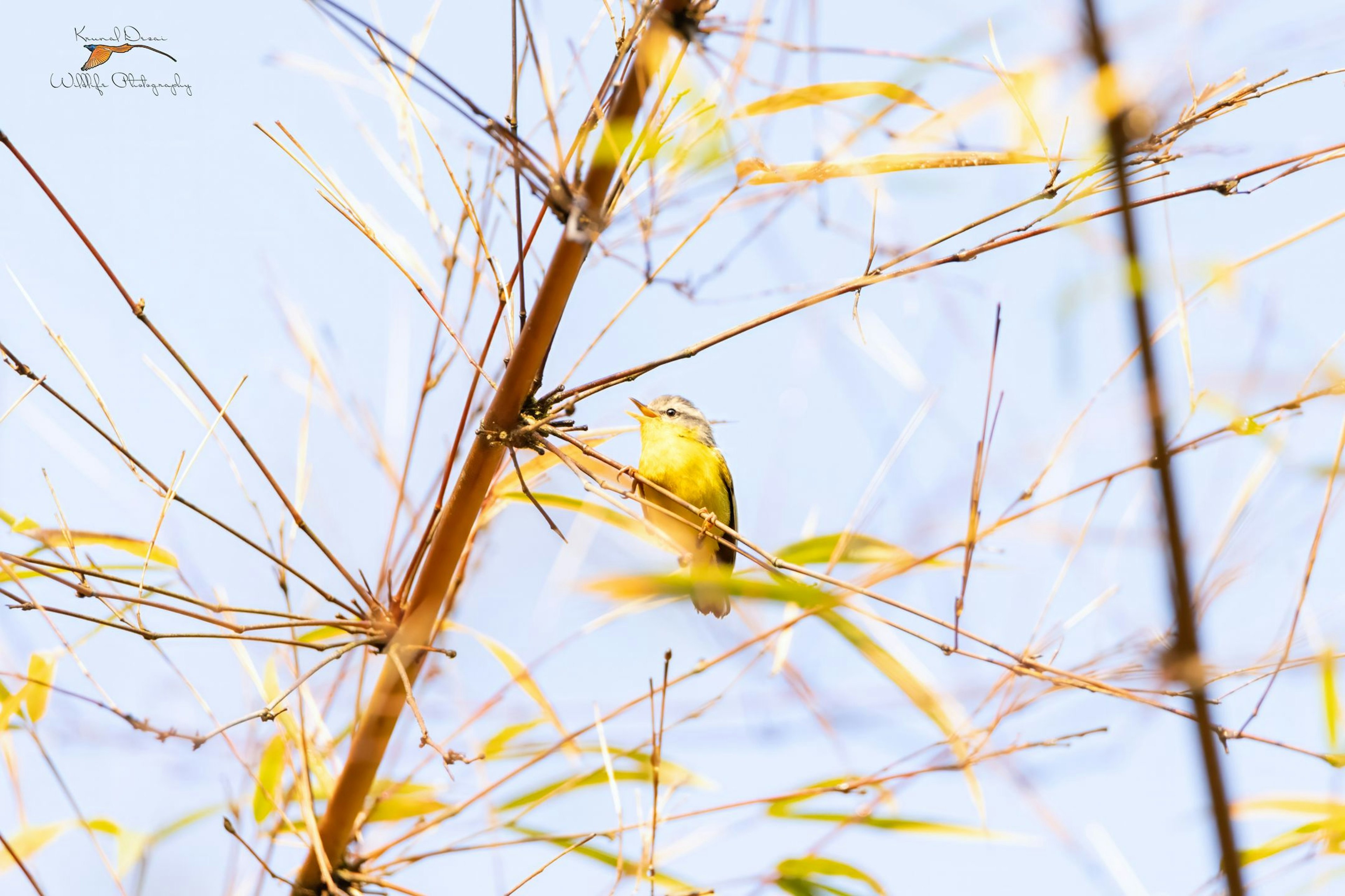 Grey-hooded warbler