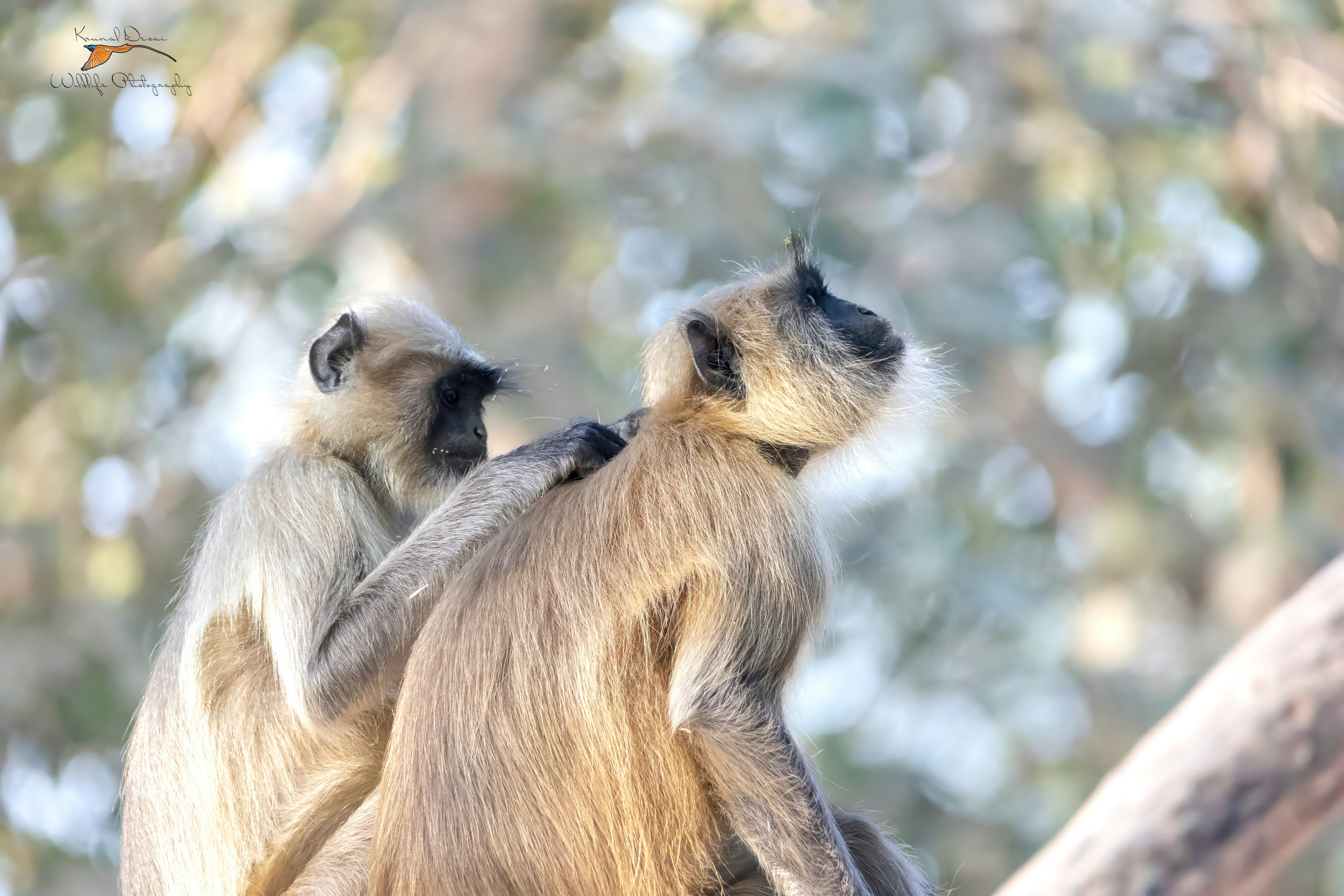 Hanuman langur