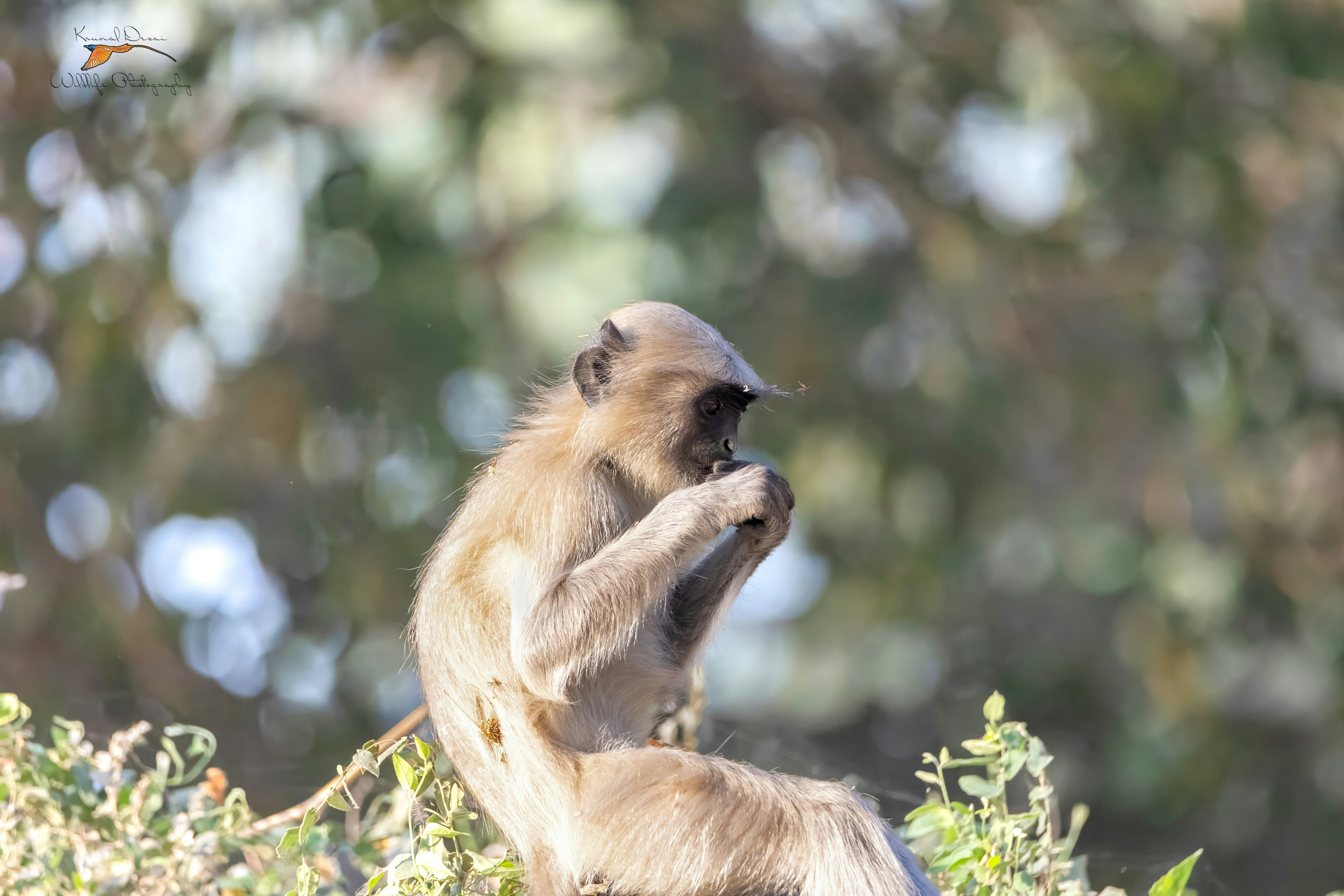 Hanuman langur