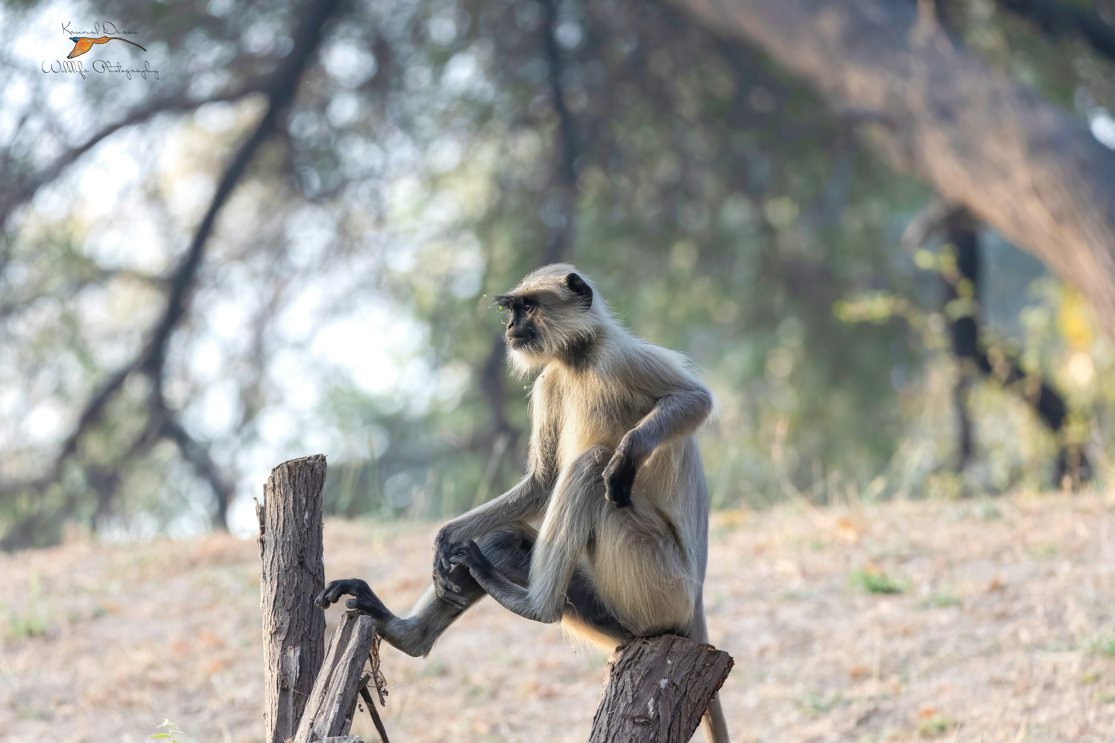 Hanuman langur