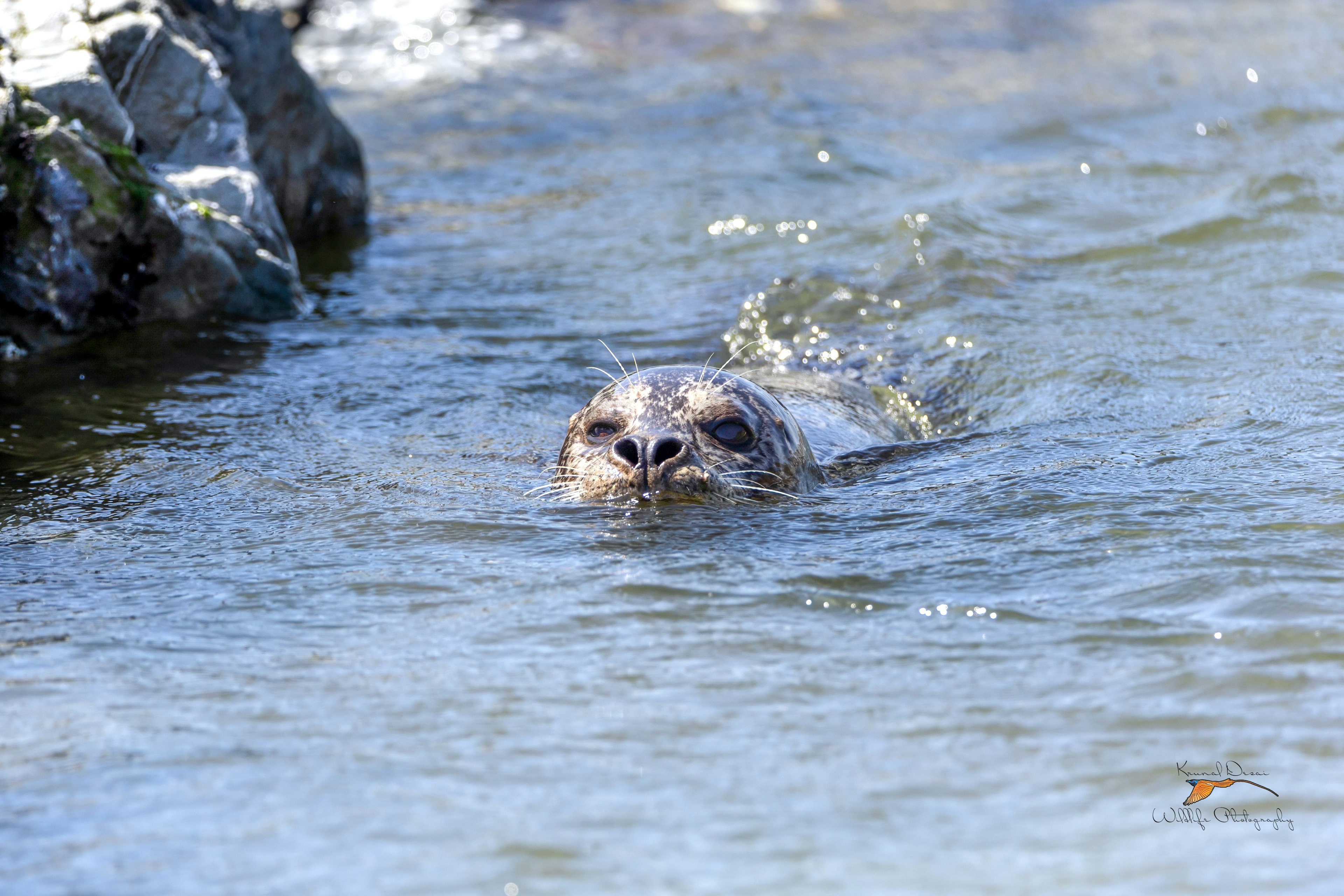 Harbor seal