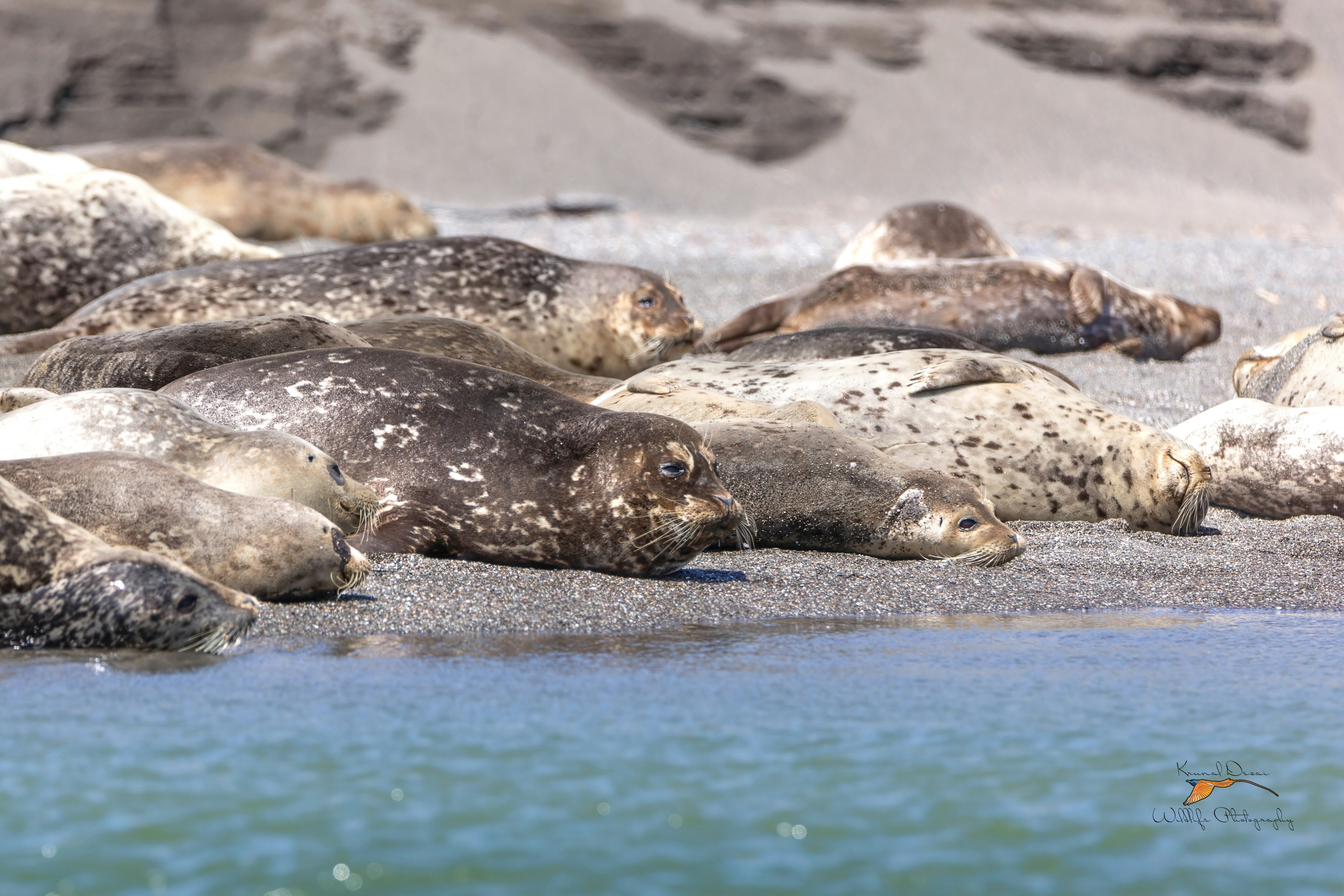 Harbor seal