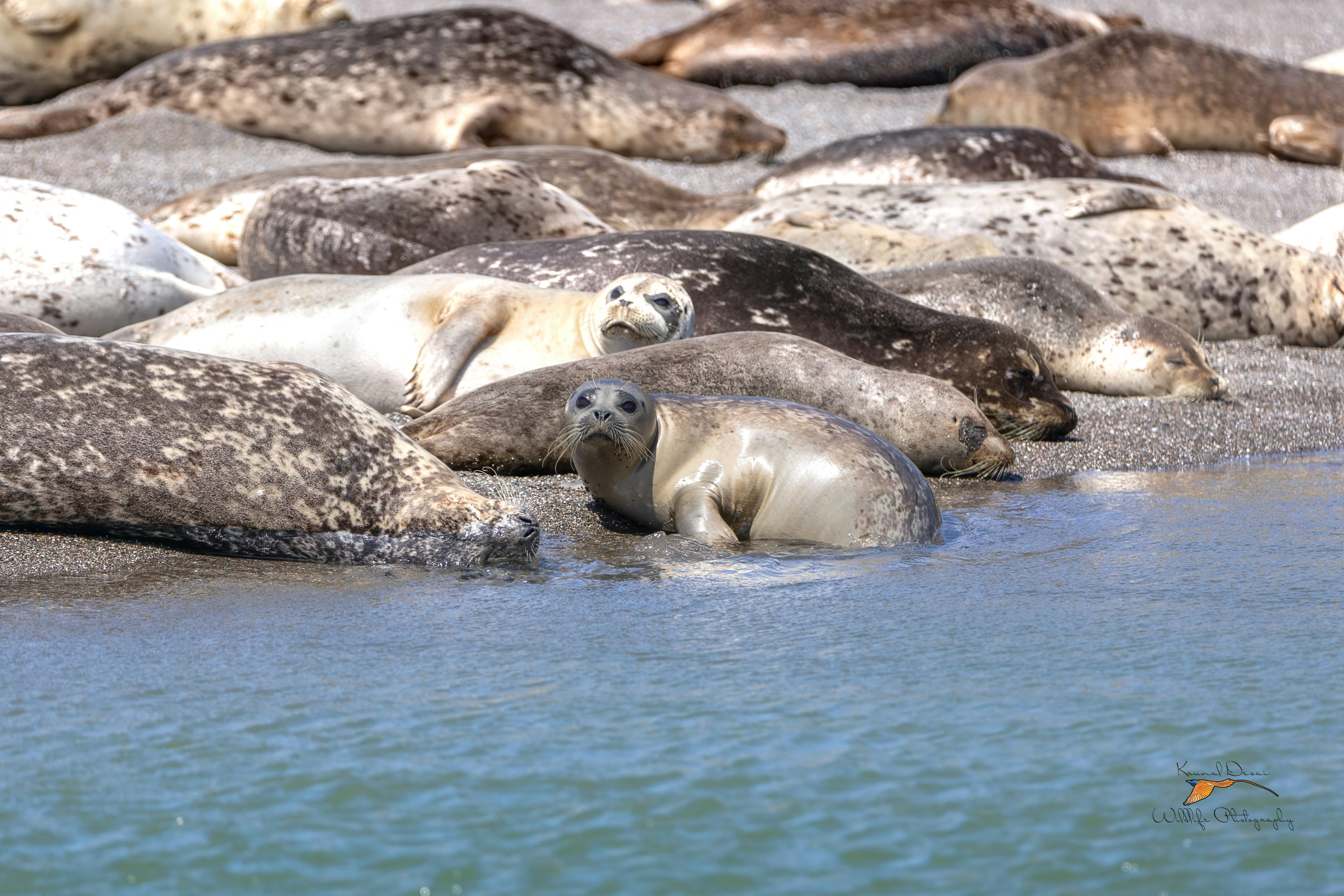 Harbor seal