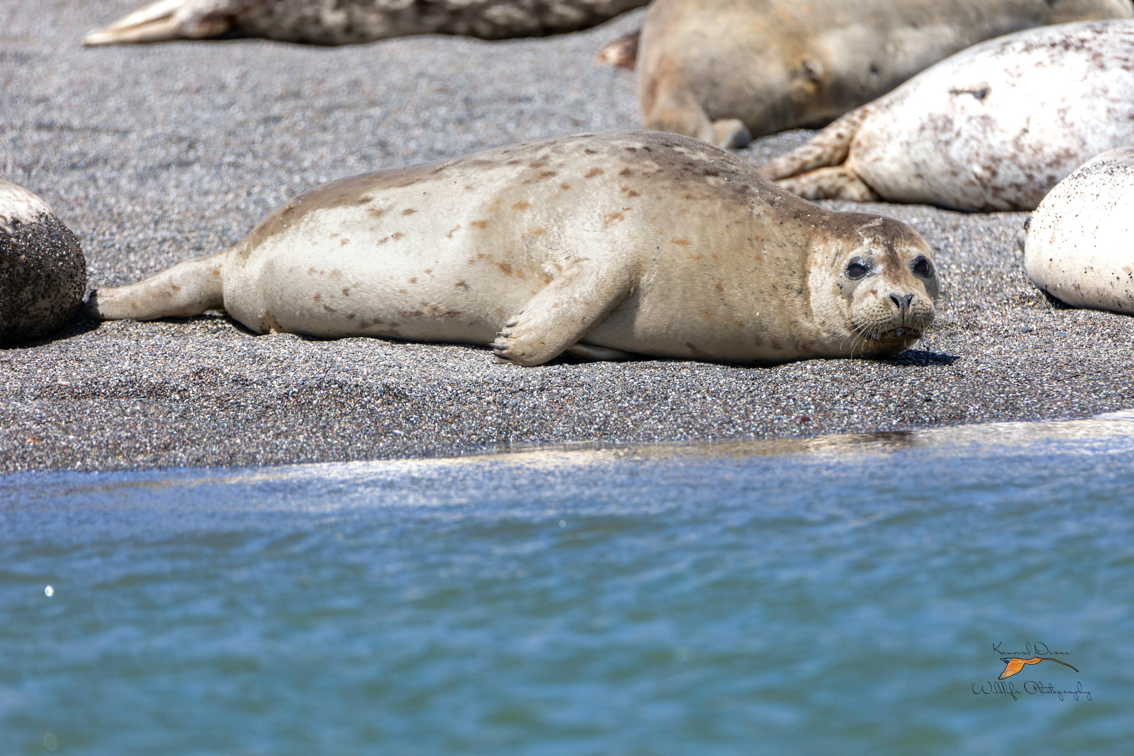 Harbor seal