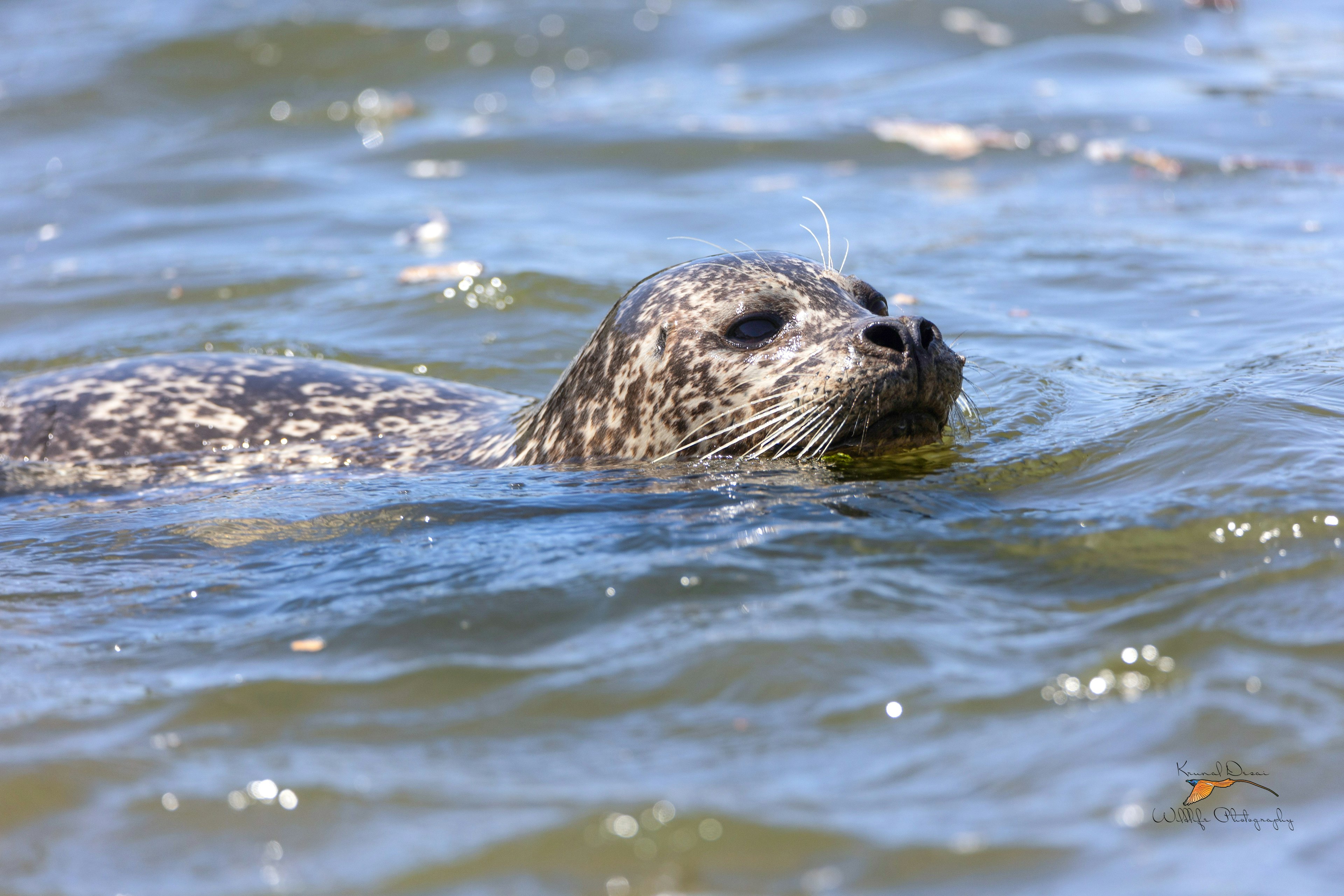 Harbor seal