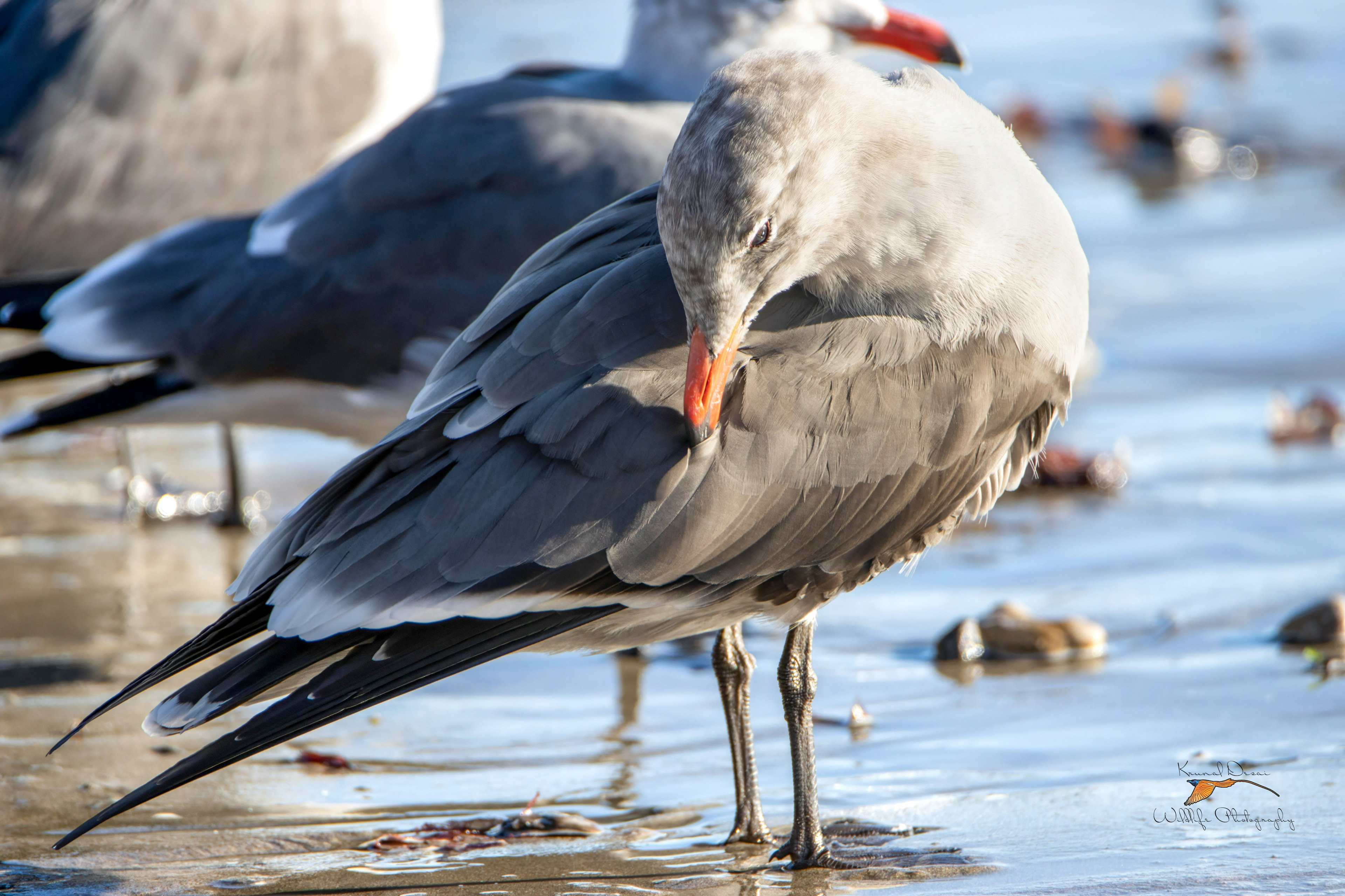 Heermann's gull