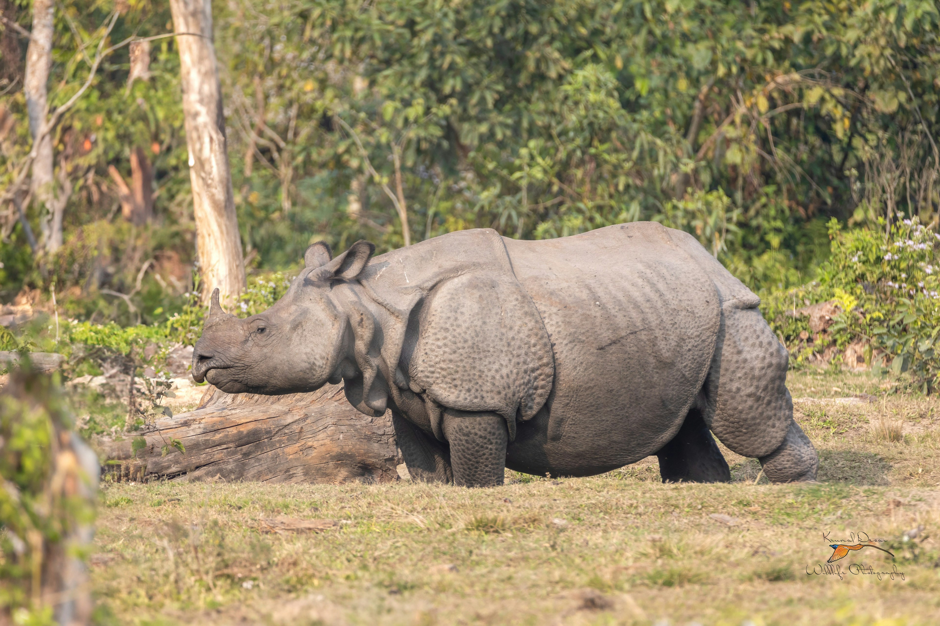 Indian rhinoceros