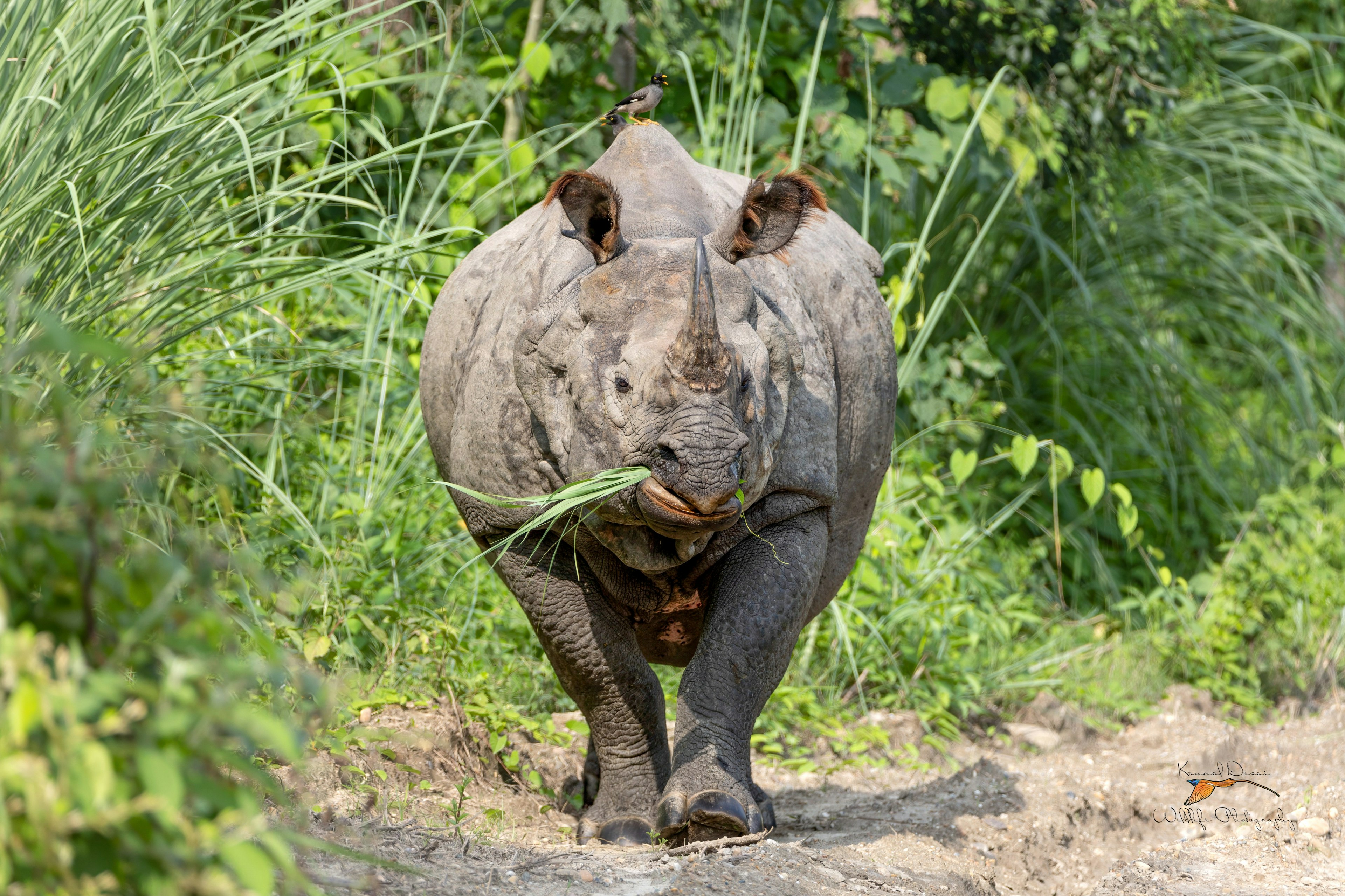 Indian rhinoceros