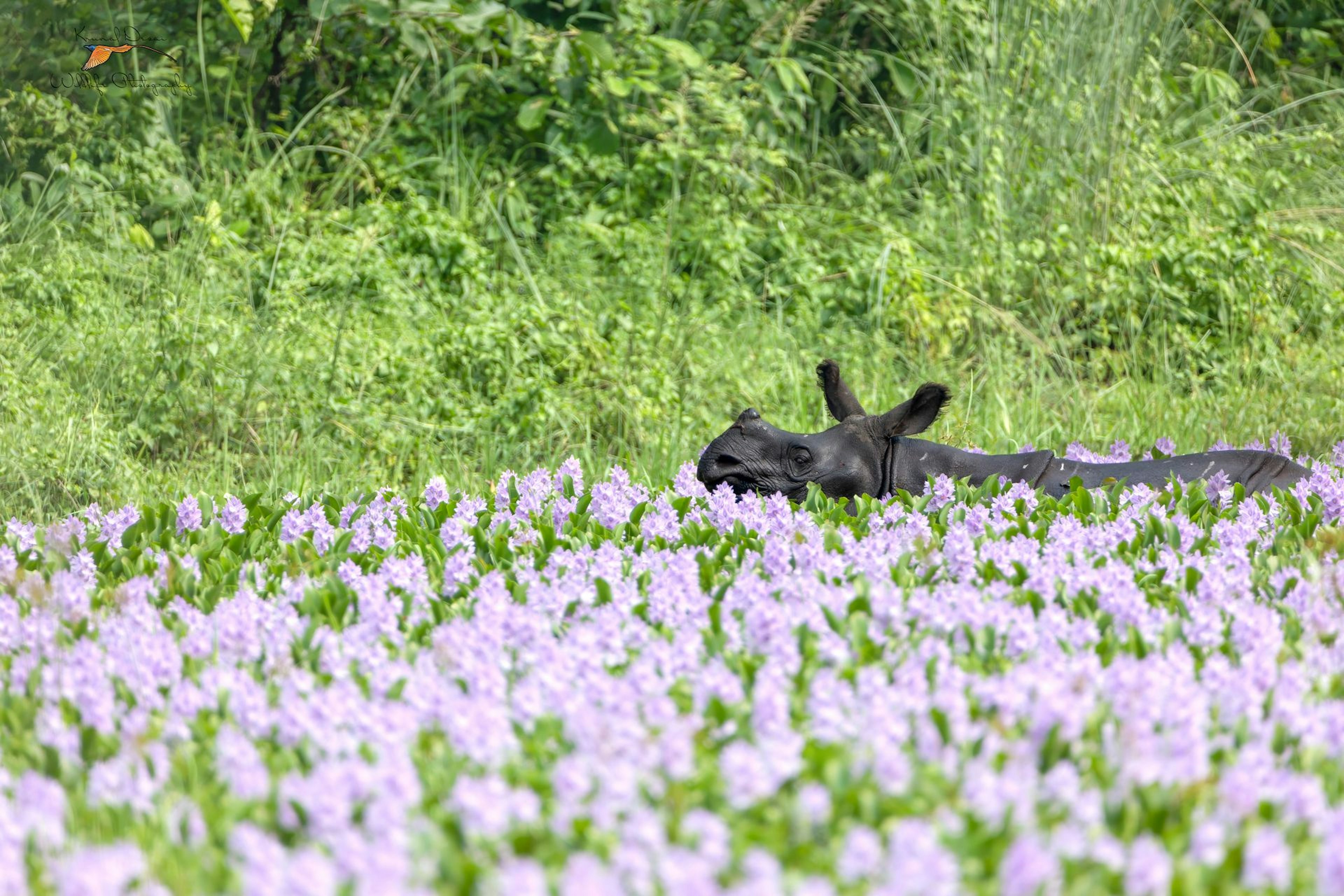 Indian rhinoceros