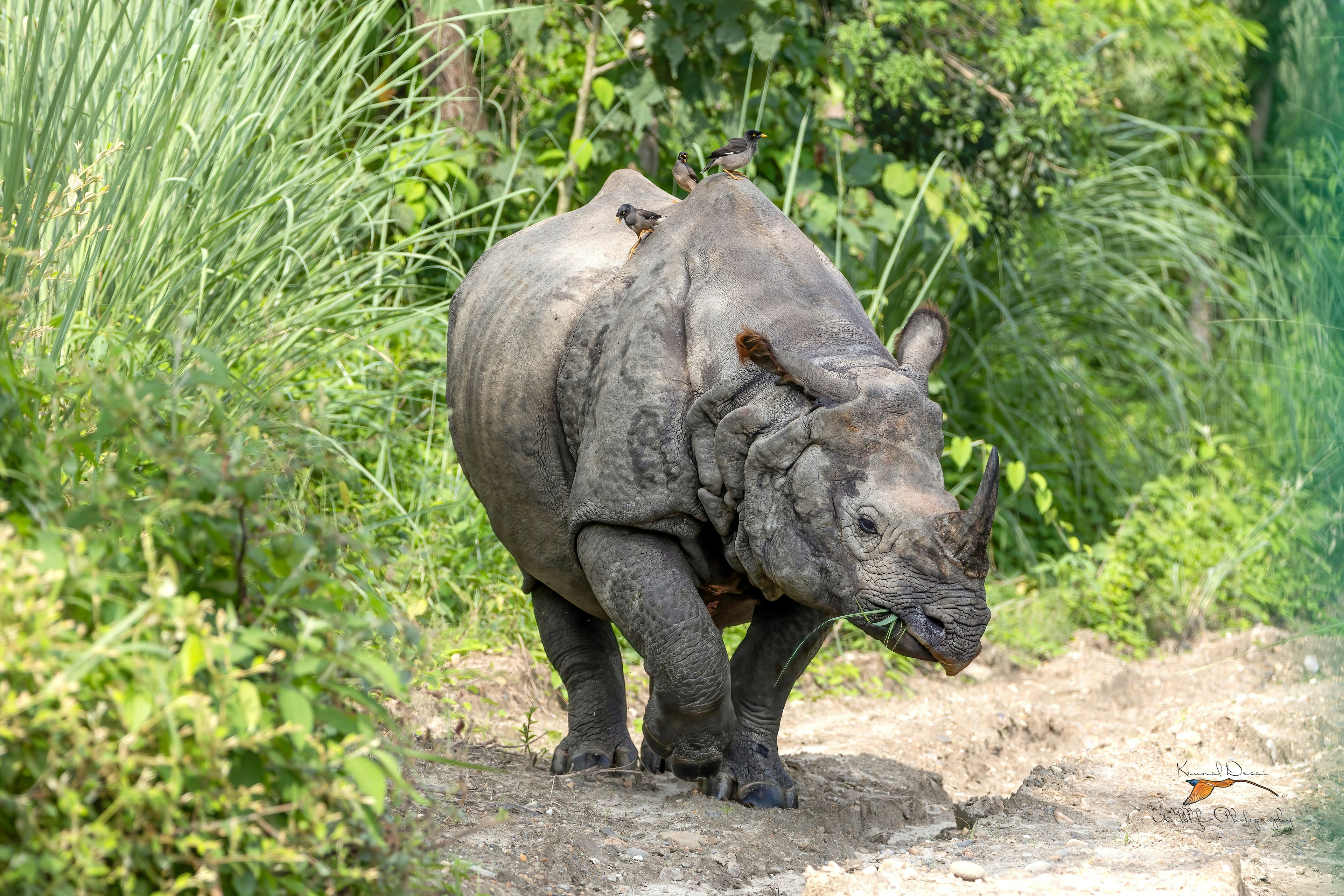 Indian rhinoceros