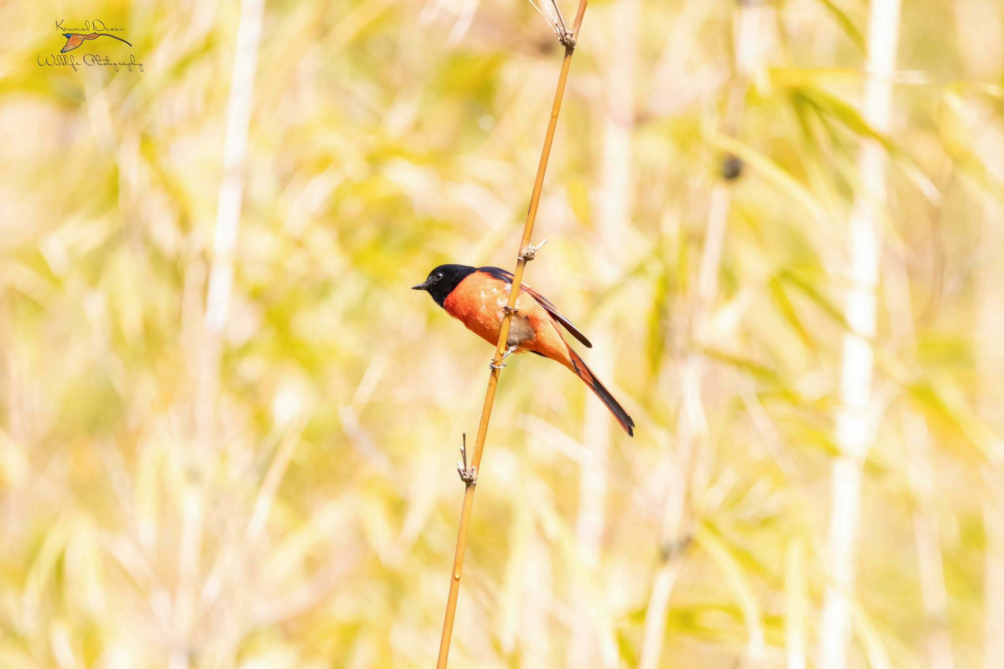 Long-tailed minivet