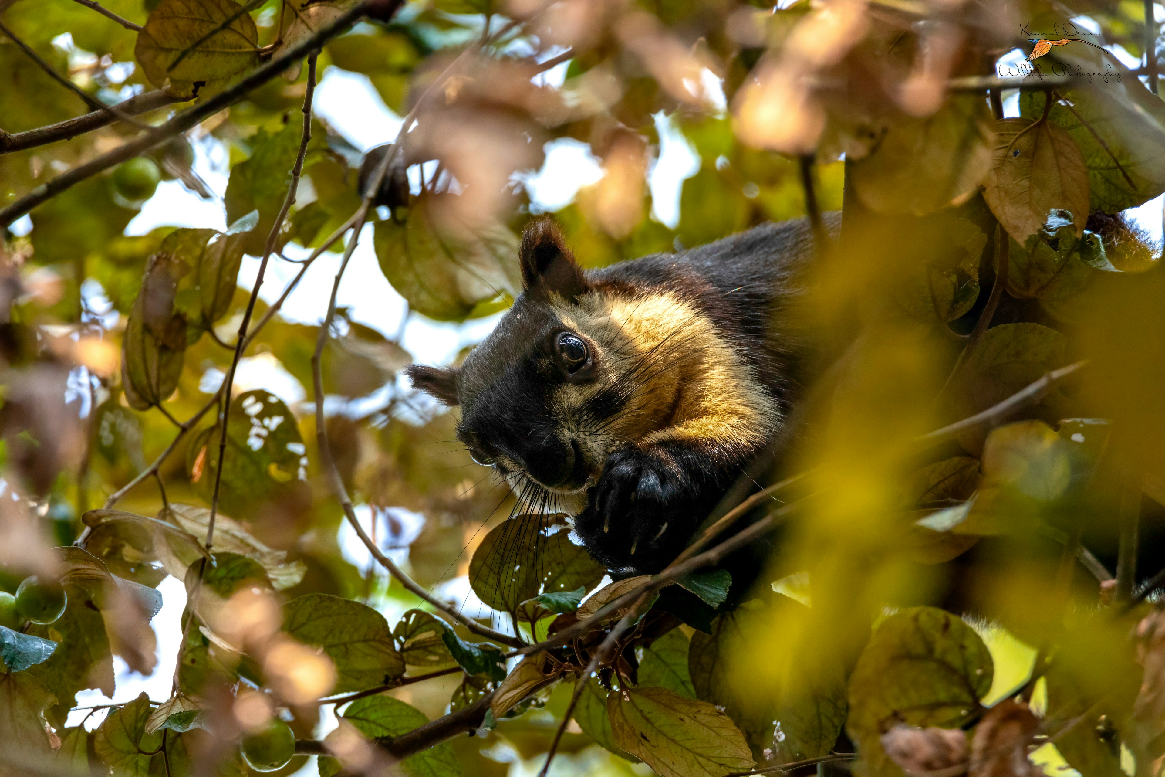 Malayan giant squirrel