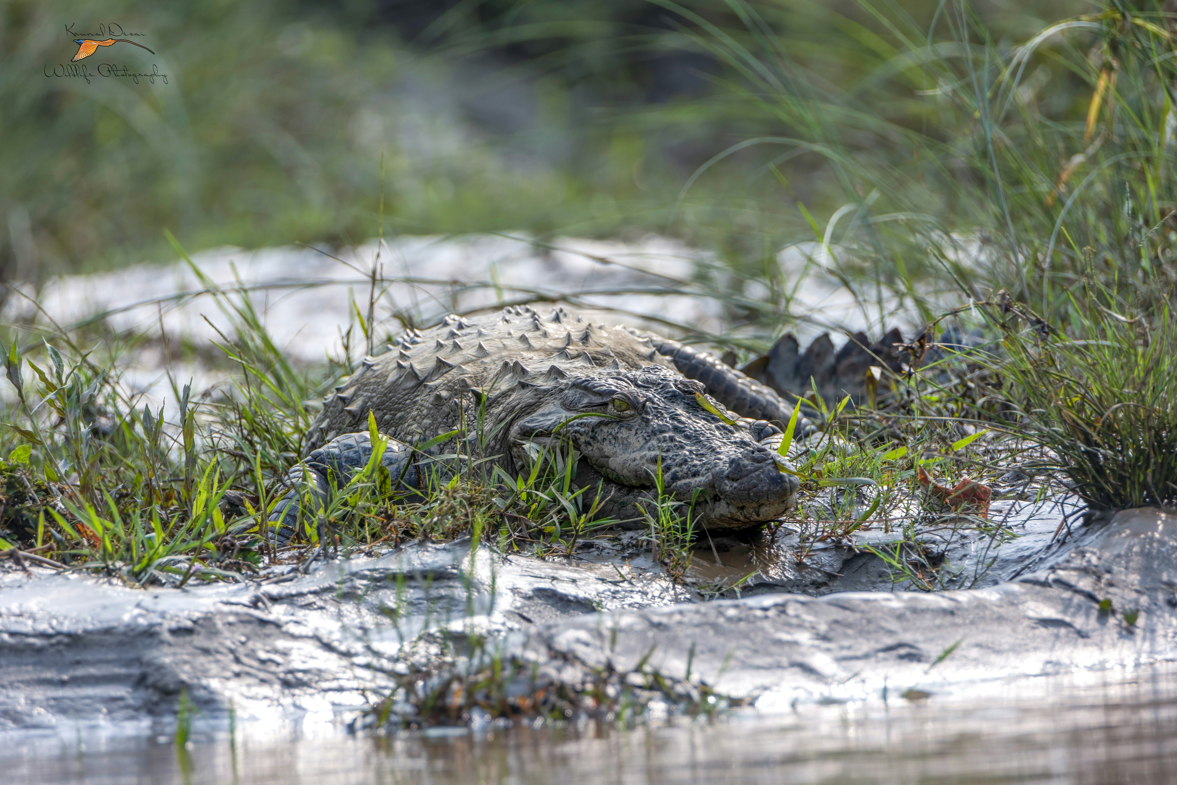 Mugger crocodile