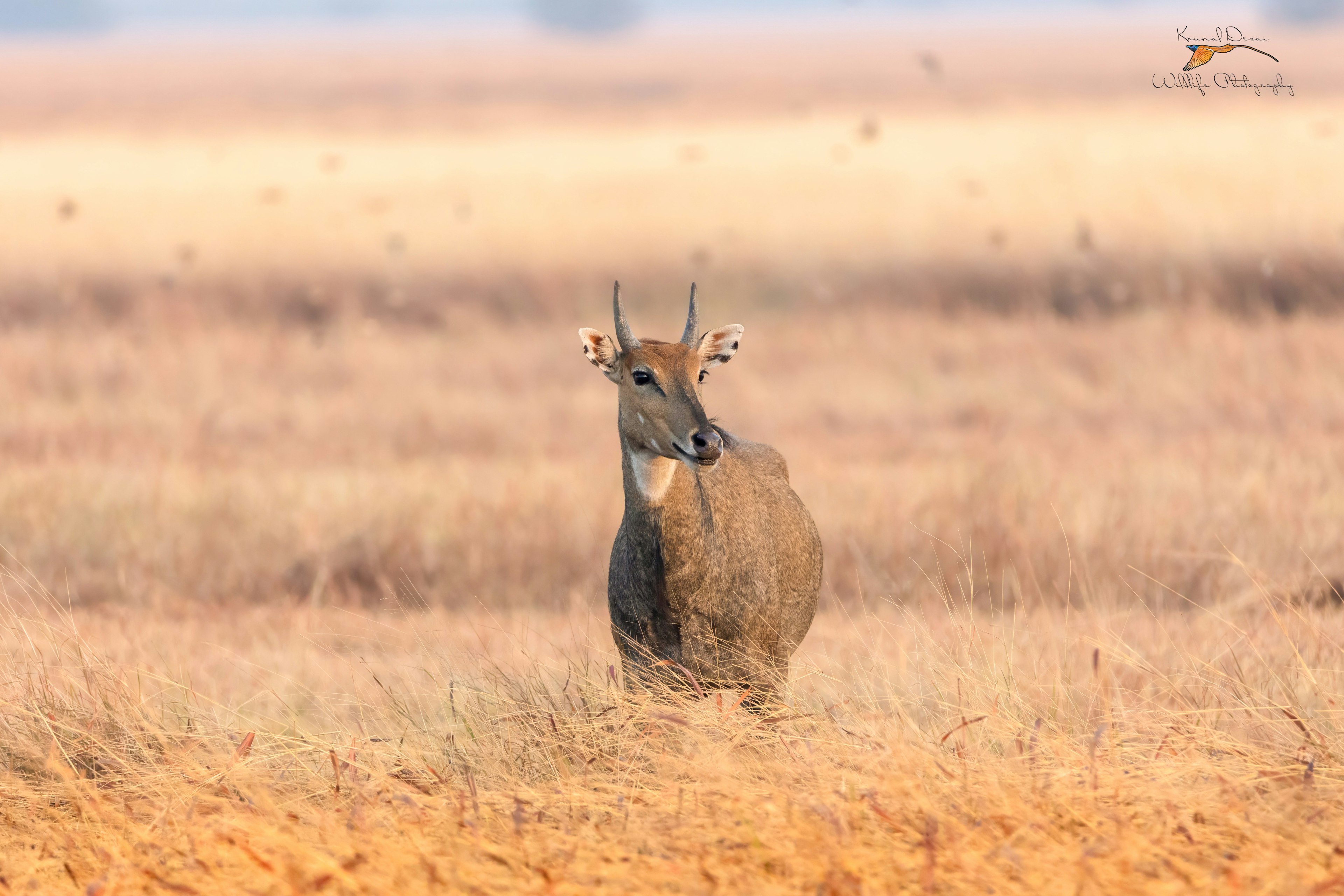 Nilgai